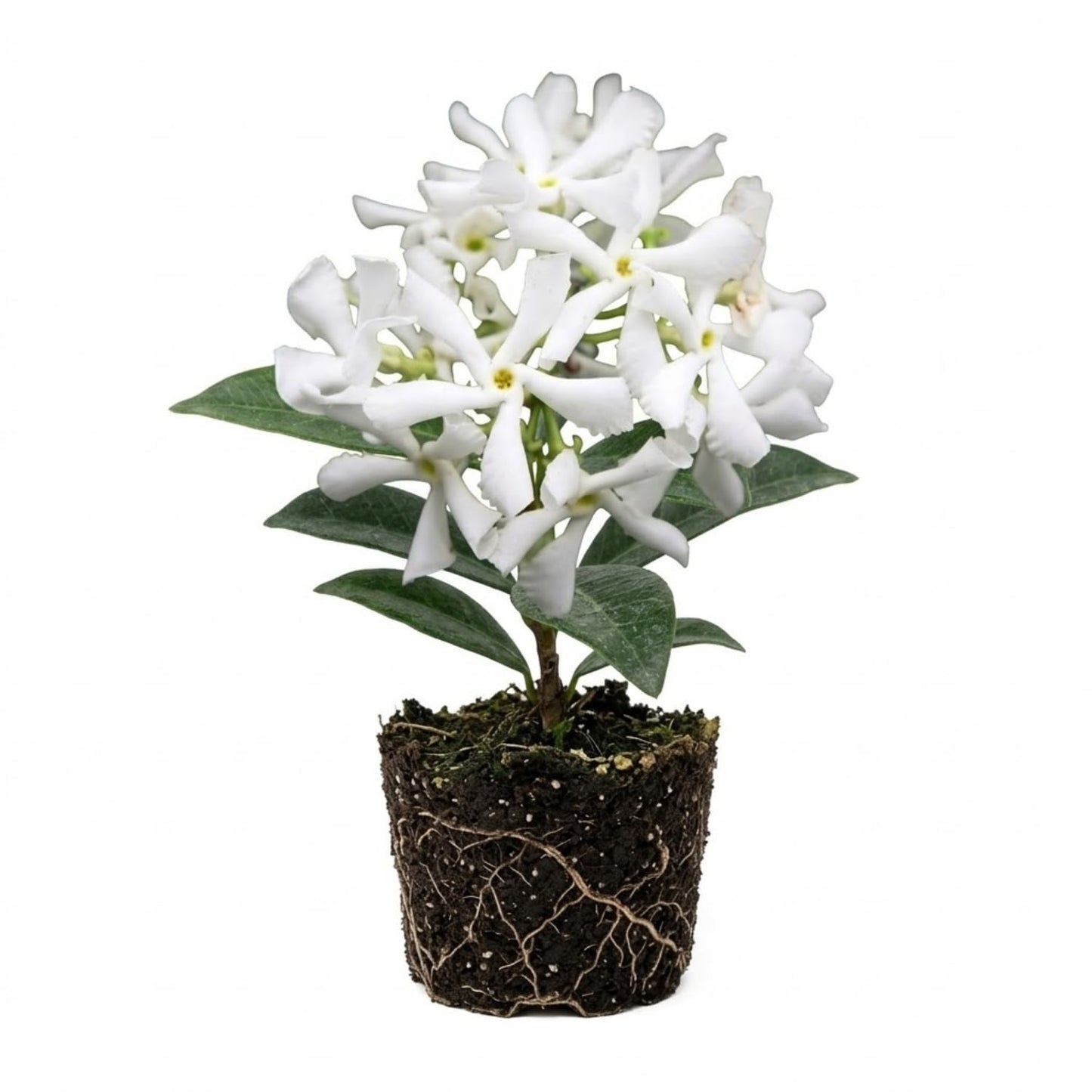 Jasmine Plant, Fragrant Jasmine Flower Vine 4-8 Inches Well Rooted for Container, Hanging Basket Growing (Star)