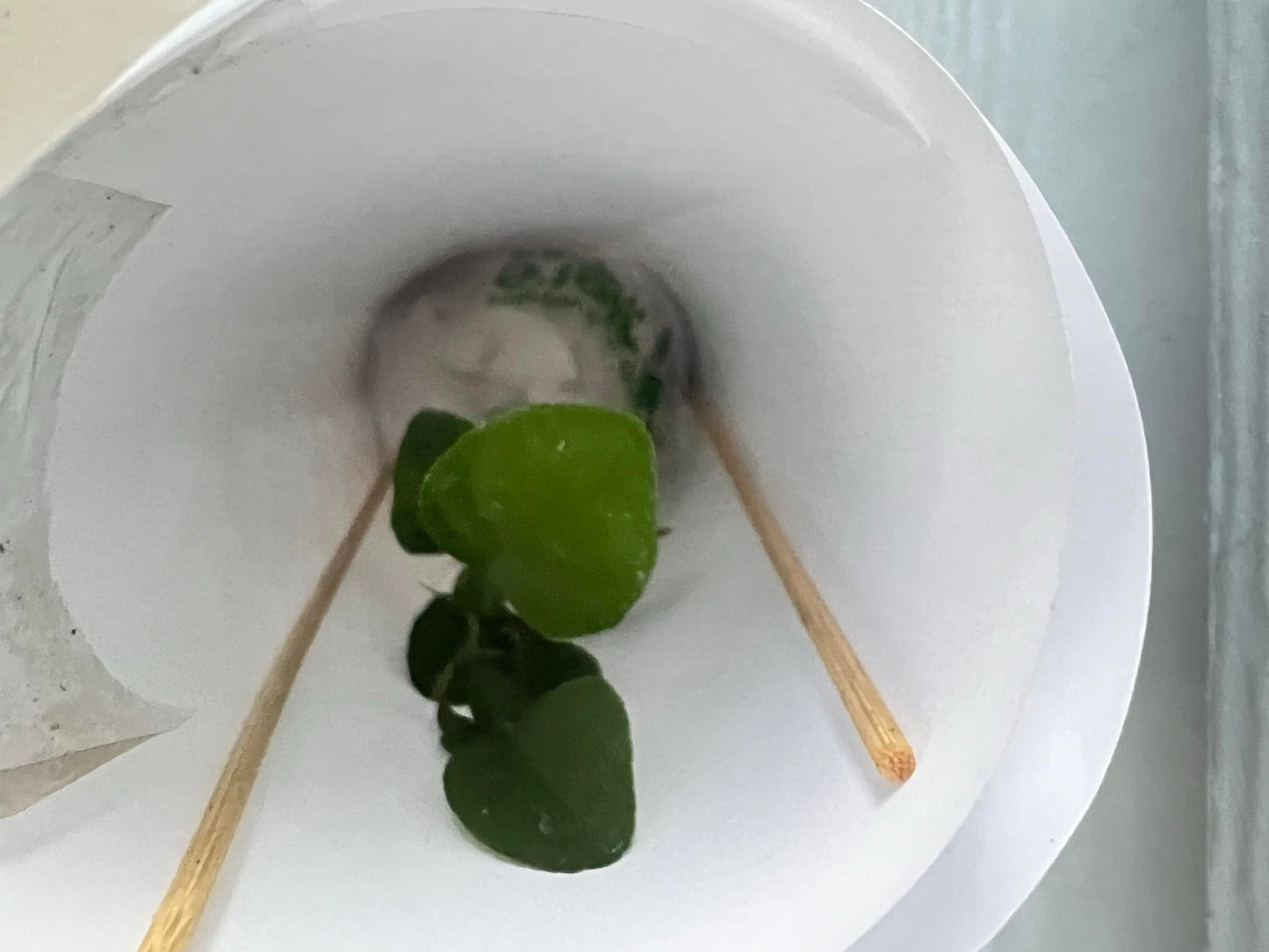 Live Kaffir Lime Tree Plant, Citrus Hystrix, Plant Starter Kit - Cannot Ship to FL, AZ, TZ, CA, LA, HI