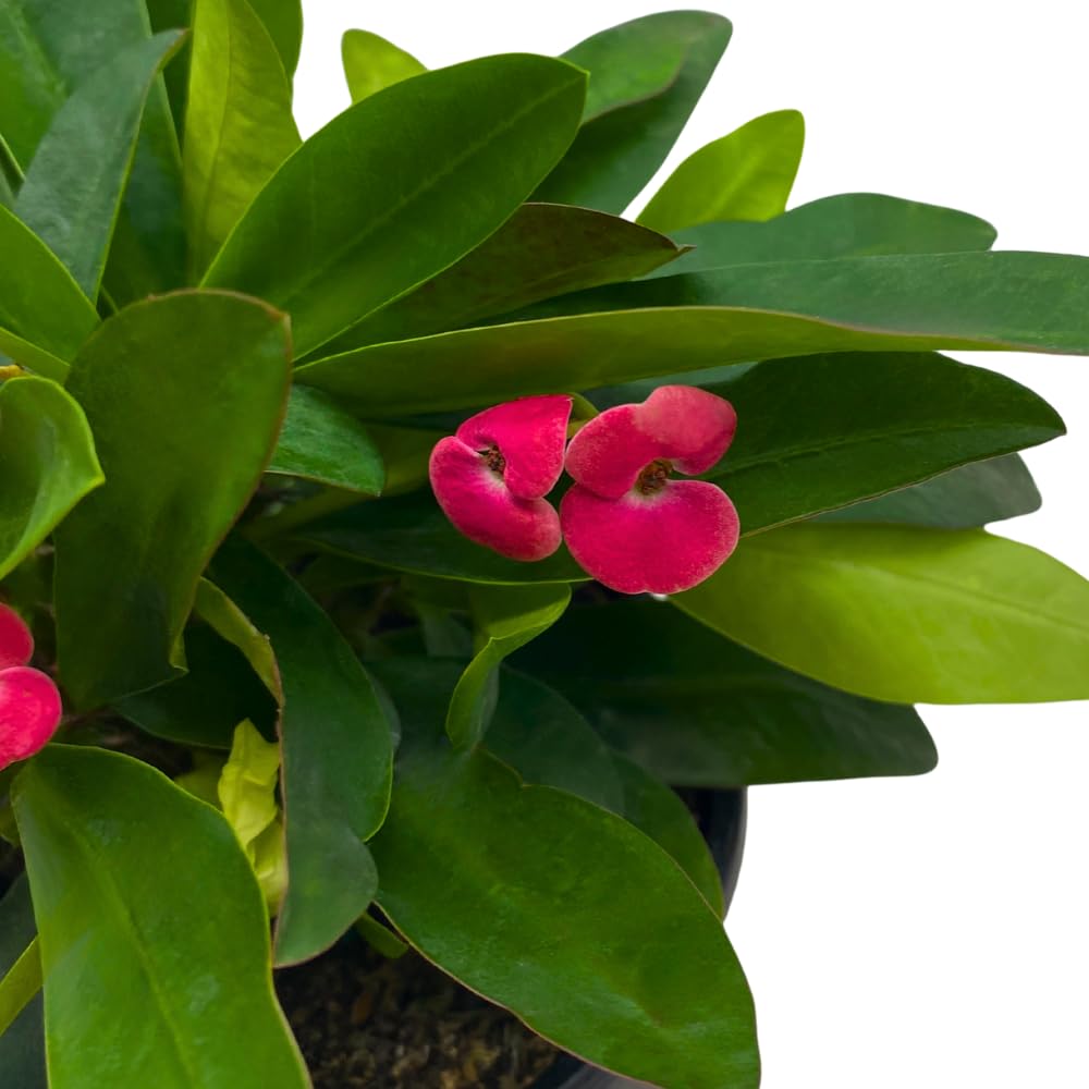 BubbleBlooms Crown of Thorns, Euphorbia milii, Madagascar Christ Thorn in a 4 inch Pot