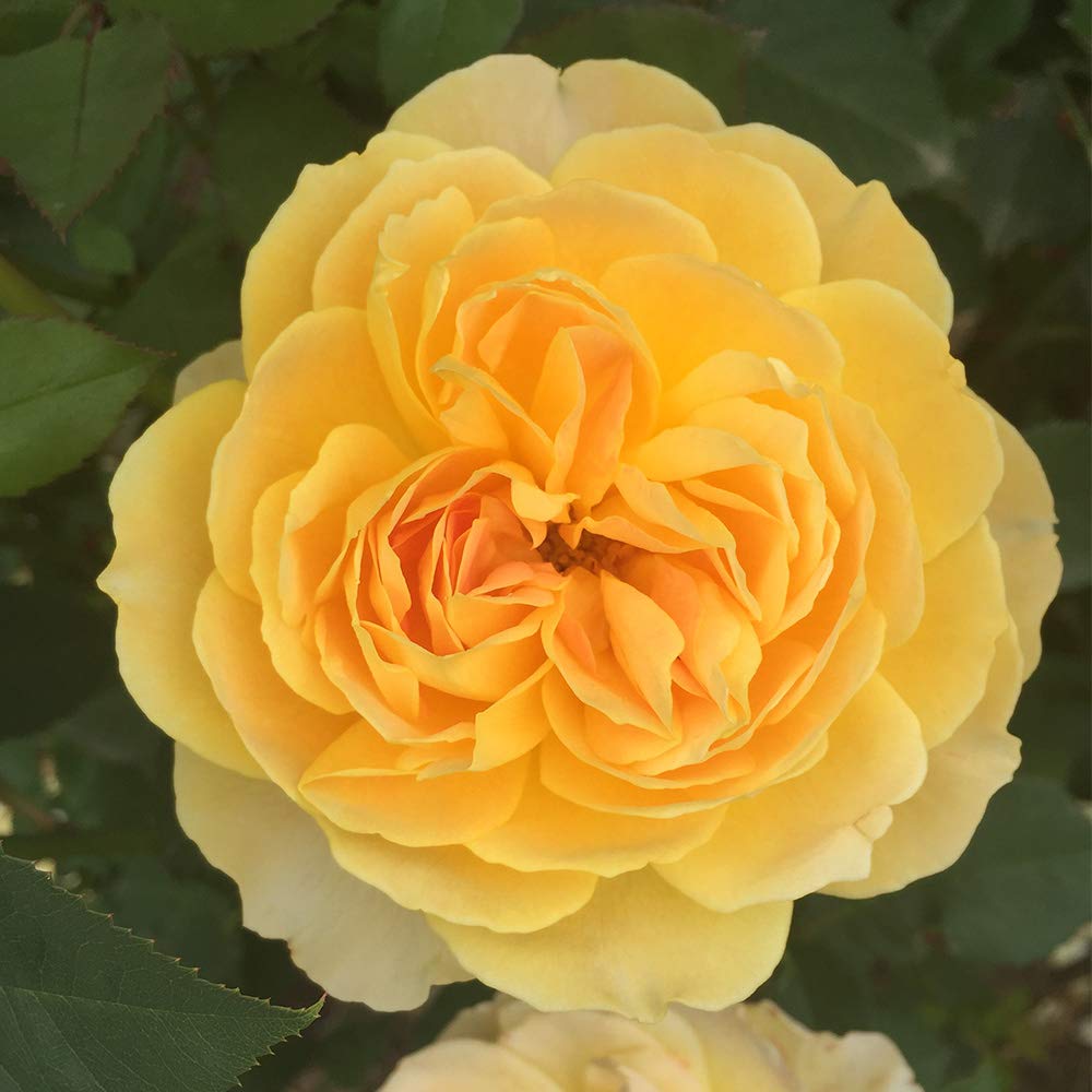 Heirloom Roses Rose Plant - Molineux® Yellow Rose Bush, David Austin Live Plant for Planting Outdoors