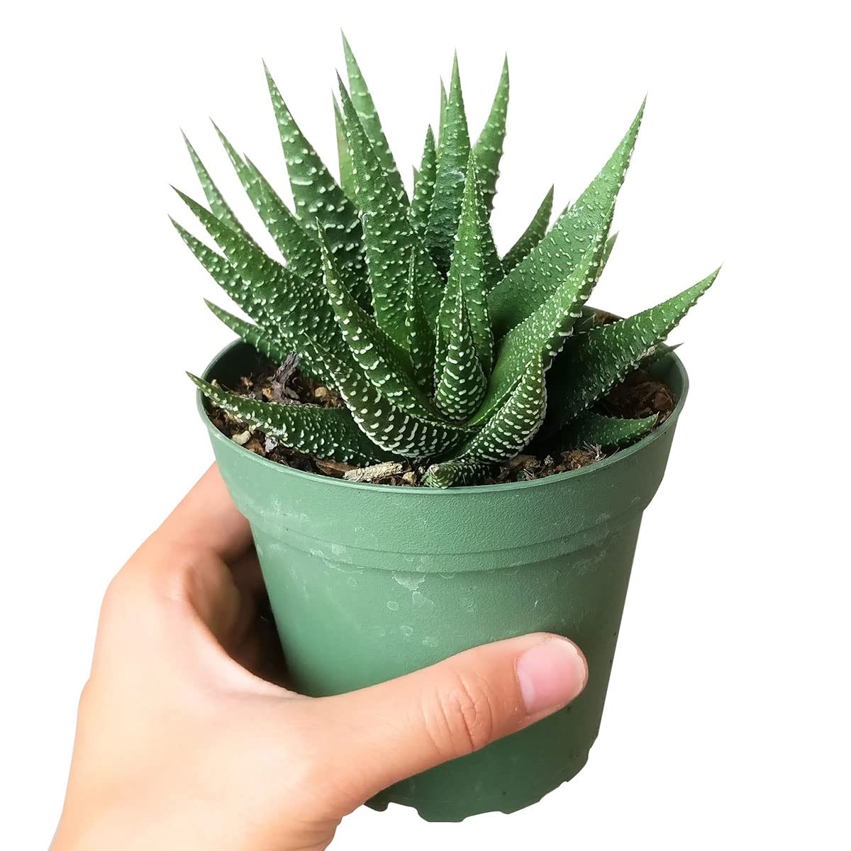 Haworthia Zebra Spiky Succulent Plant with Care Guide - Best Indoor Plants - Easy to Grow Succulents - Gift Ideas for Plant Lover - Low Light Succulents (4 inch)