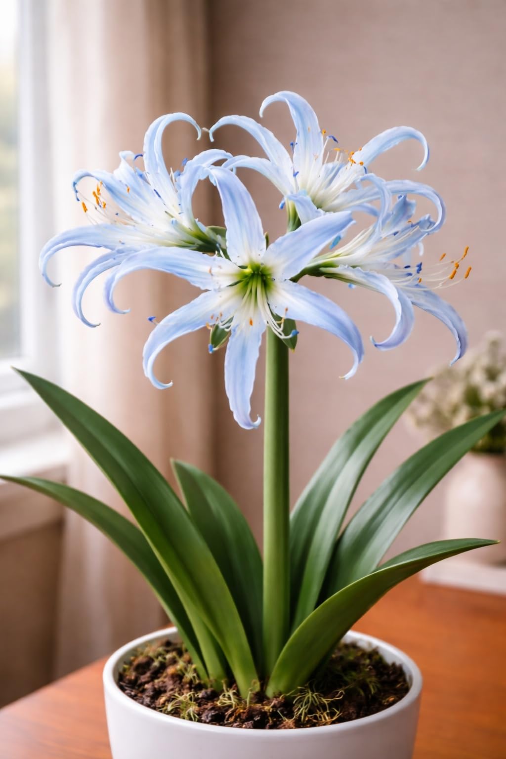 Blue Spider Lily Bulb (Indoor Growing) – Exotic Blue Blooms, Easy-Care Houseplant, Perfect for Windowsills & Home Décor