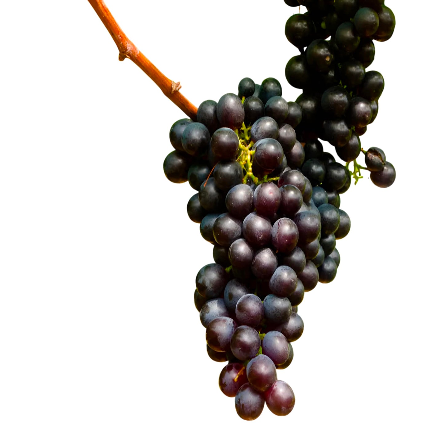 Concord Seedless Grape Plant – Hardy Fruit-Bearing Vine for Home Gardens (1 Gallon/Potted/Single)