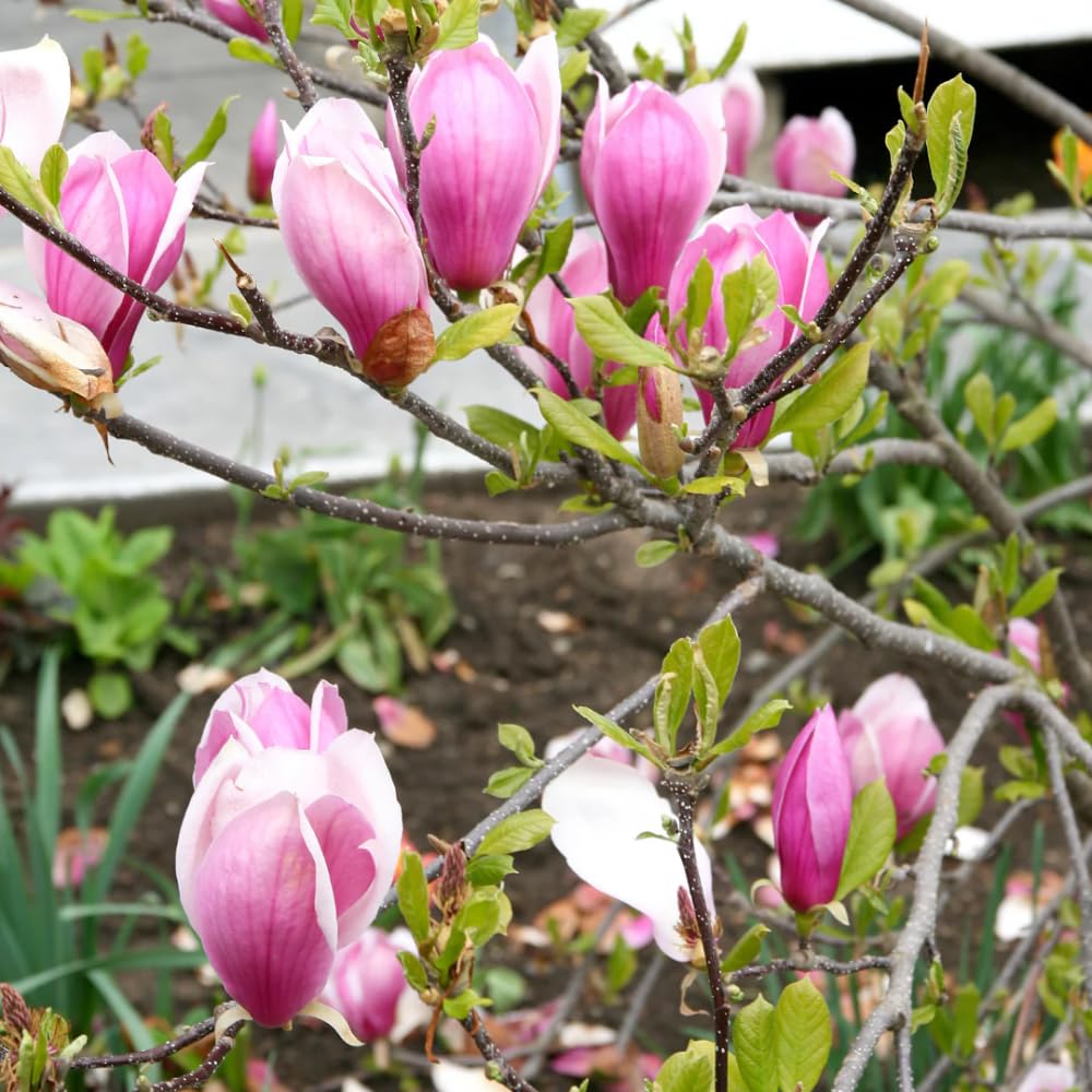 Jane Magnolia Plant Live, 6-12 Inch Tall, Magnolia Tree in 2.5” Pot, Flowering Ornamental Tree