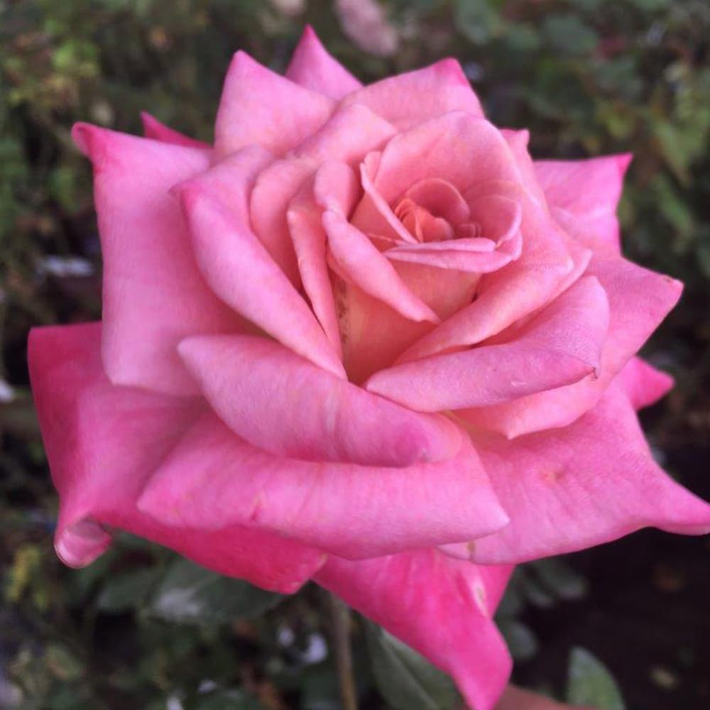 Heirloom Roses Rose Plant - Muzi-Lucia Pink Rose Bush, Hybrid Tea Live Plant for Planting Outdoors