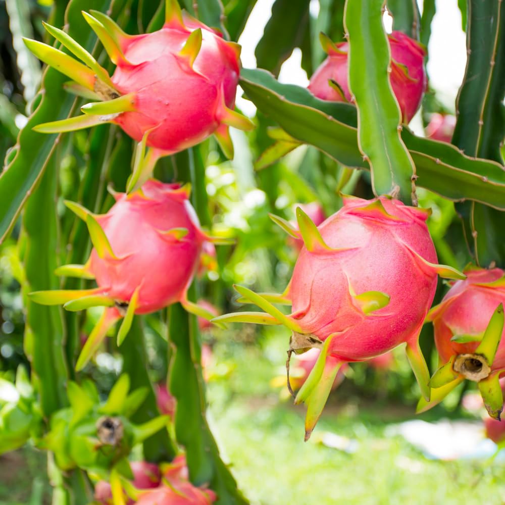 Dragon Fruit Plant Live in 3 Gallon Pot, Tropical Dragon Fruit Vine Plant, Sweet Fruits Plants for Outdoor Planting