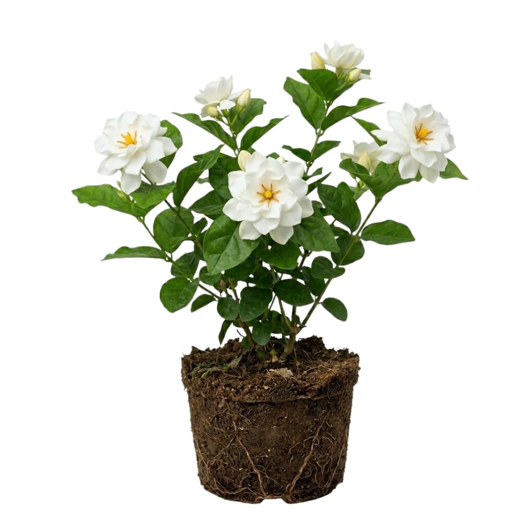 Gardenia Plant, Cape Jasmine Plants Live, Frost Proof Gardenia Live Plants, 5 to 7 Inc Tall, Easy to Plant Jasmine Shrub Plants