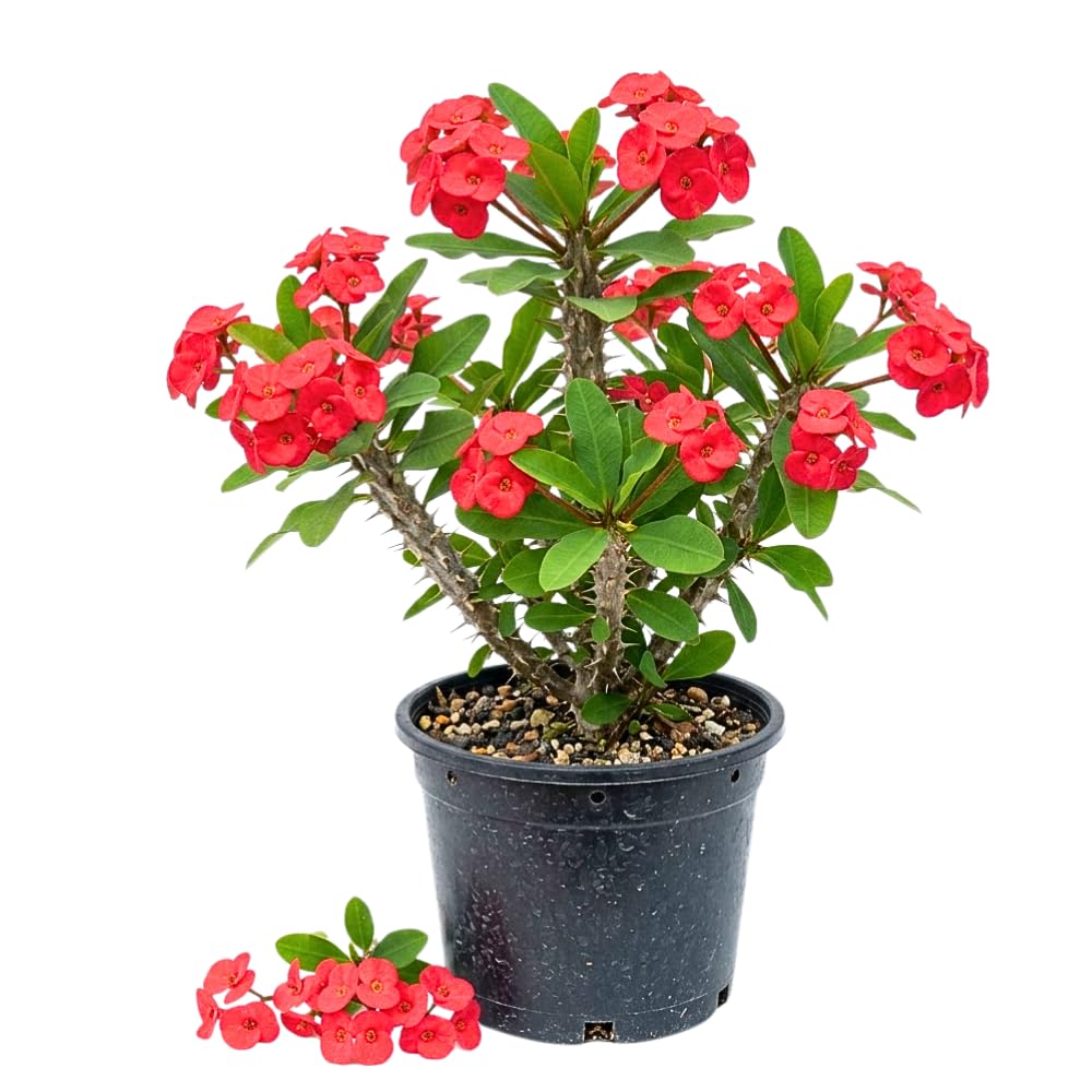 Red Crown of Thorns Live Plant in 4 Inch Pot, Euphorbia Milii Live Plants, Red Flower, 4-7 Inches Tall for Indoor Outdoor Planting