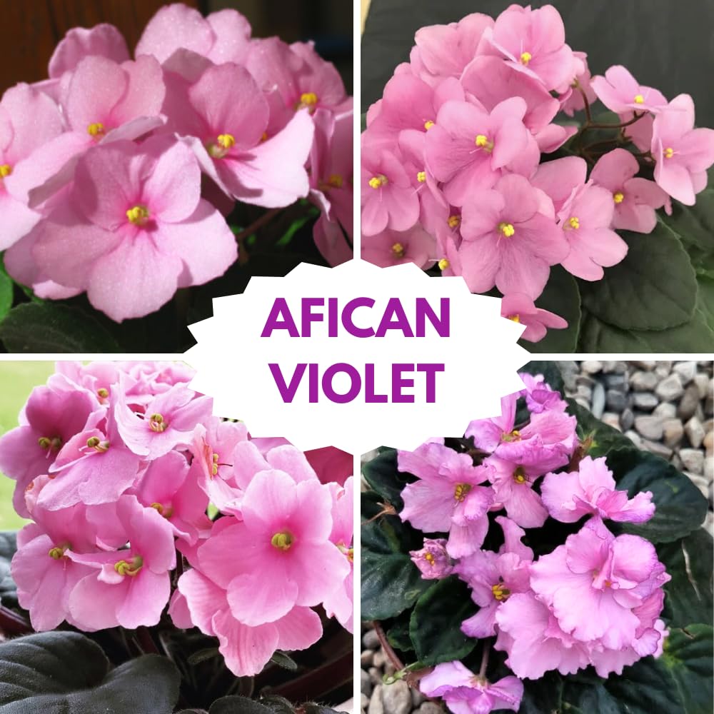 African Violet Live Plant in 4 Inch Pot, Flowering Houseplant, Easy Care Indoor Plant with Vibrant Blooms (Light Pink African Violet)
