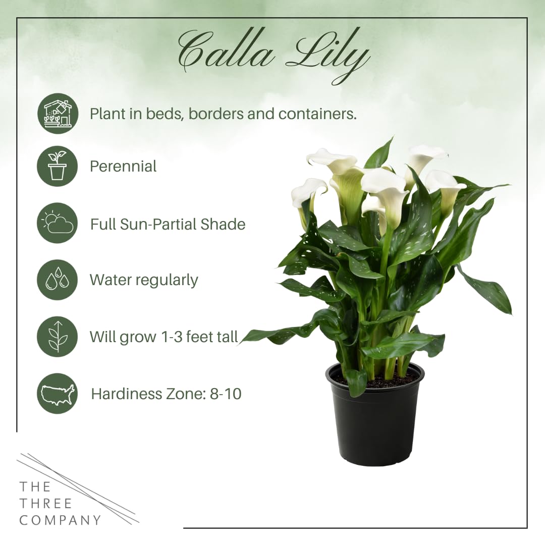 Live Flowering Calla Lily (2 Plants Per Pack) - White, 3+ Blooms - Beautiful Spring Perennial - 12" Tall by 5" Wide in 1 Qt Pot