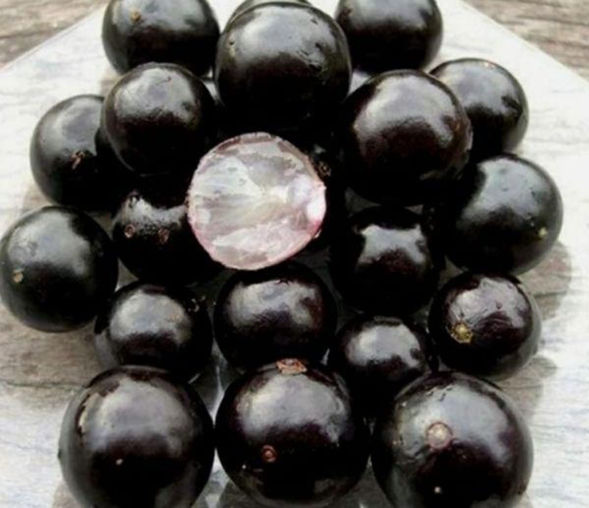 1 Years Old Black Jaboticaba Tree Live Plant No Pot, 1 Feet Tall, Well-Rooted and Fast-Growing Brazilian Jabuticaba Grapetree