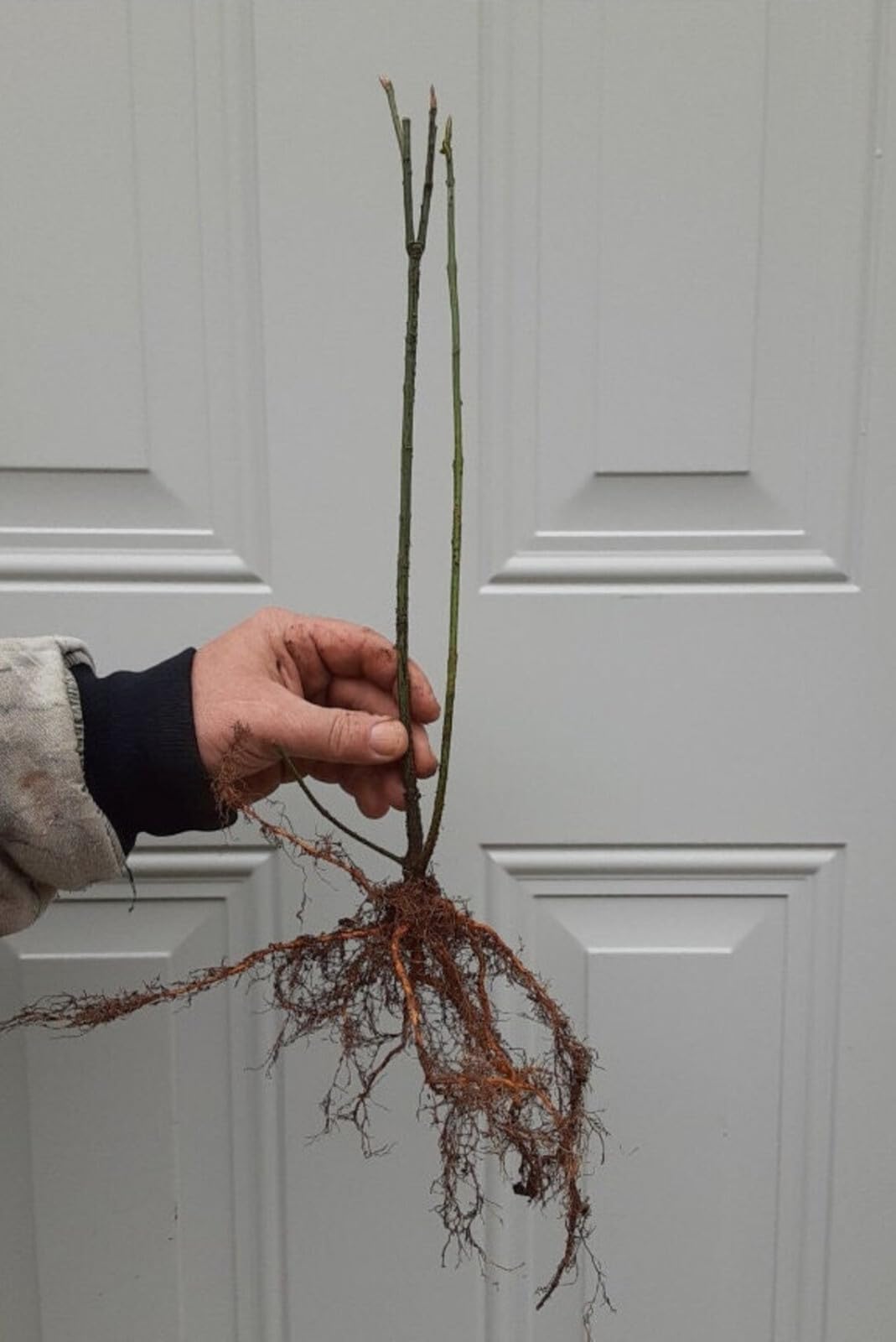 Live Plant - Red Mulberry Tree - 6-12" Tall - Live Fruit Plant - Bareroot Seedling