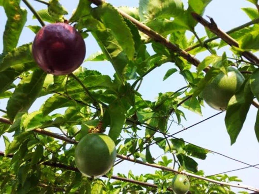 20+ Purple Passion Fruit Seeds (Edible Fruit) (Passiflora Incarnata) Cold Hardy Homegrown