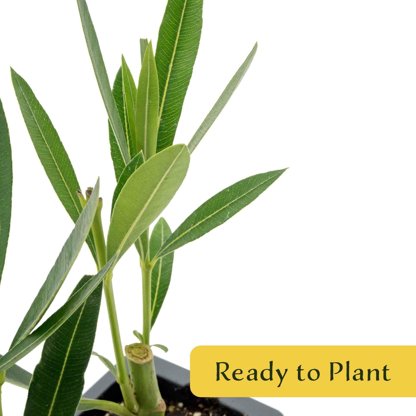 3 Nerium Red Oleander in 2.5” Nursery Cubes (Nerium Oleander ‘Jannoch’) | Red-Flowering Evergreen Shrub or Small Tree for Hedges, Privacy Screens, and Containers | Ready-to-Plant Live Starter Plants