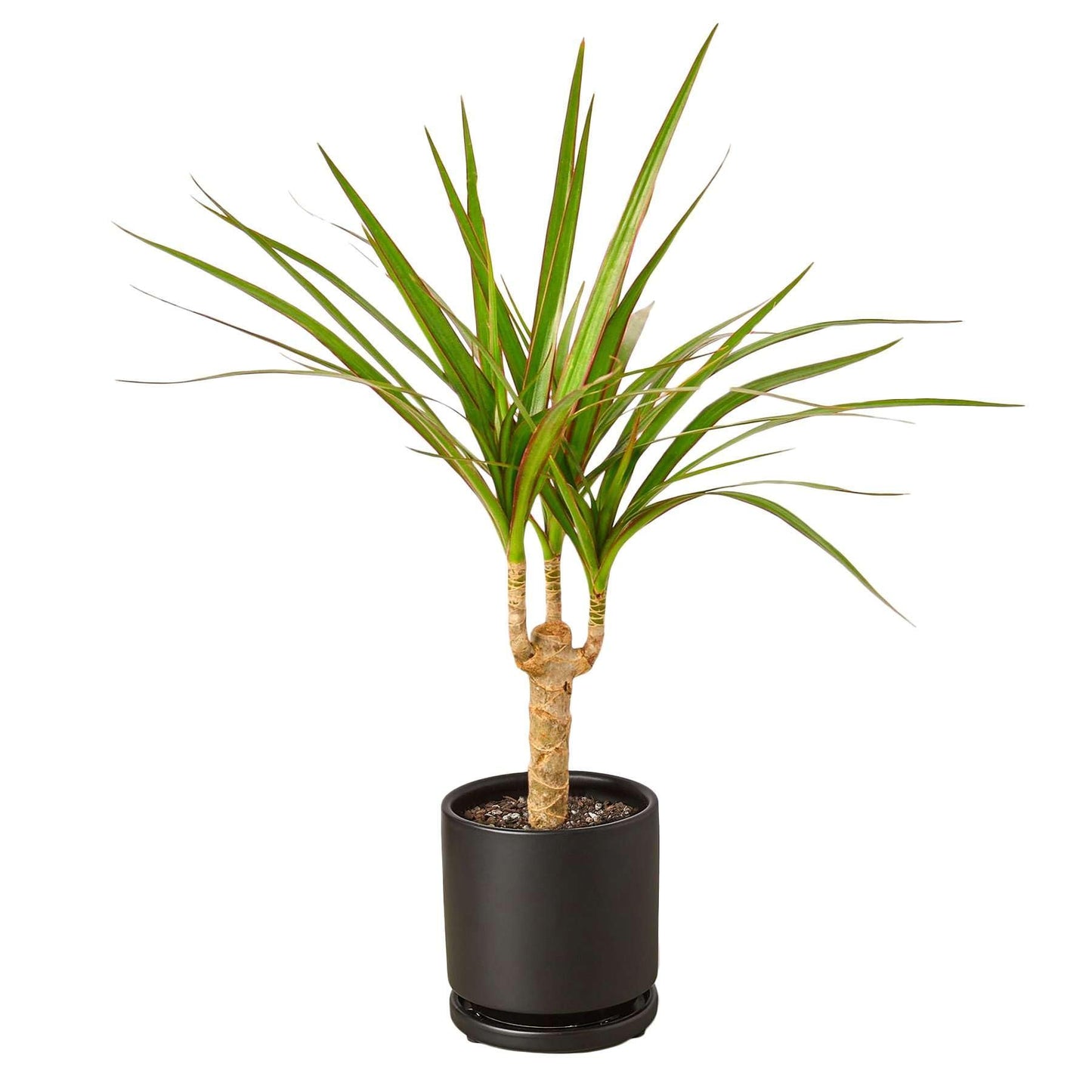 Dracaena Marginata Cane Live Plant for Indoor | Different Houseplants in 4'' & 6'' Pot | Real House Plant for Living Room, Office, Desk & Bathroom | Dragon Tree