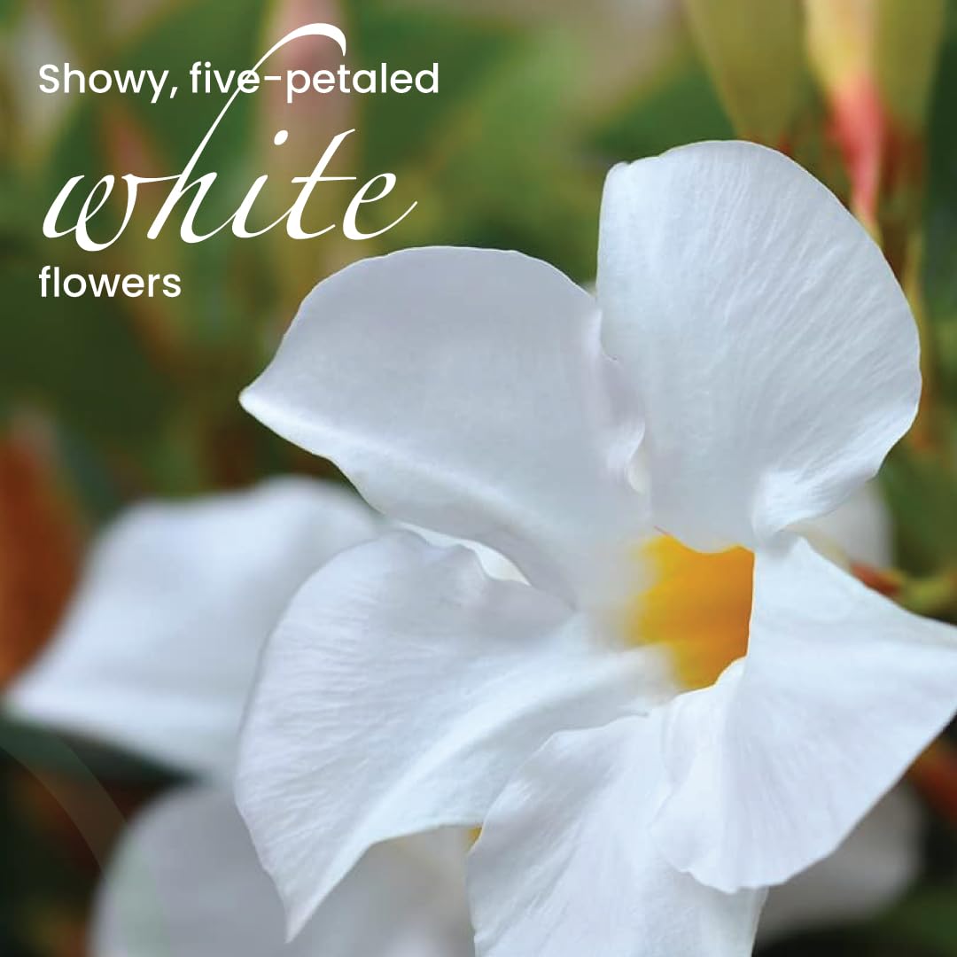 American Plant Exchange Dipladenia Bush 'White', 6-Inch Pot, Continuous Blooms, Easy-to-Care Live Plant for Indoor & Outdoor Use, Flowering Shrub Perfect for Landscapes, Container Gardens & Patios