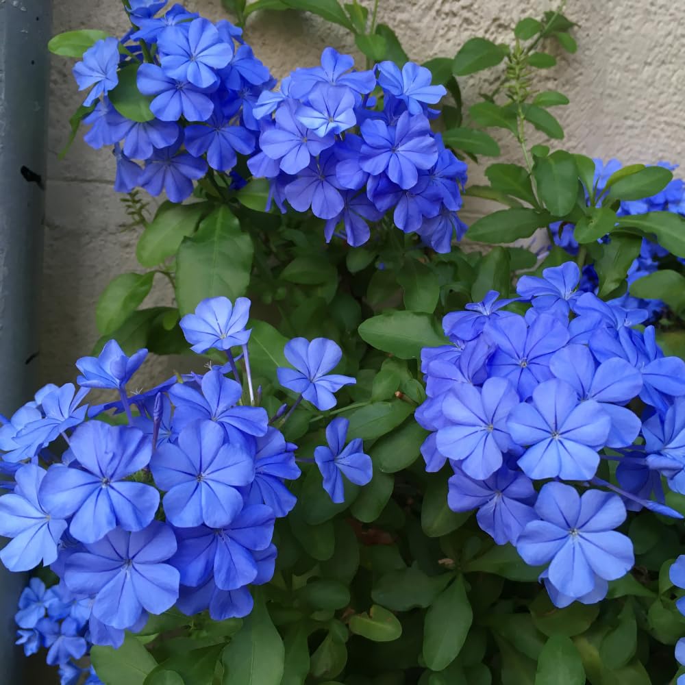 Pack 3 Blue Plumbago Plants, 4-7" Tall Live Blue Plumbago Starter Plant, Flowering Shrub for Garden Containers