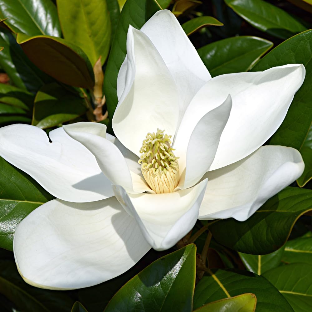 Magnolia Plant Live 6 to 12 Inches Tall, in 2.5 Inches Pot, Magnolia Tree Live Plant, Fragrant Magnolia Flowers (Sweetbay Magnolia)