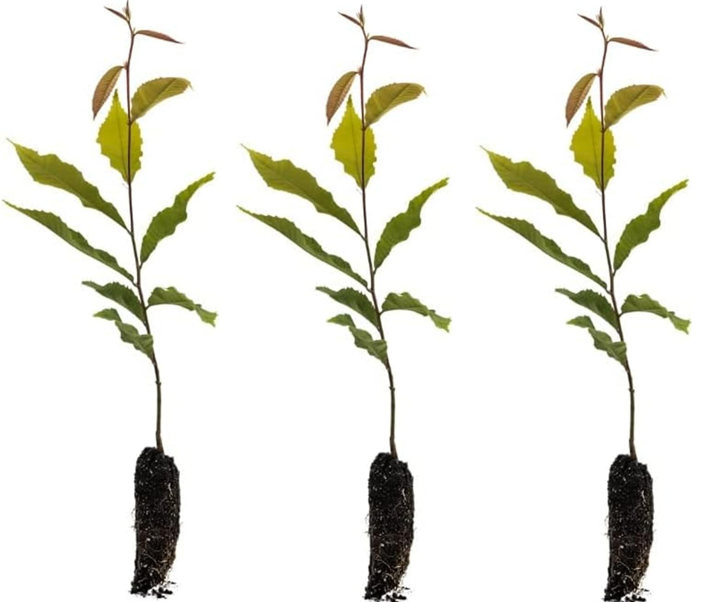 5 Chestnut Trees Live Plants for Growing – Hardy Nut-Bearing Trees for Home Orchards & Landscaping – Fast-Growing Chestnut Saplings