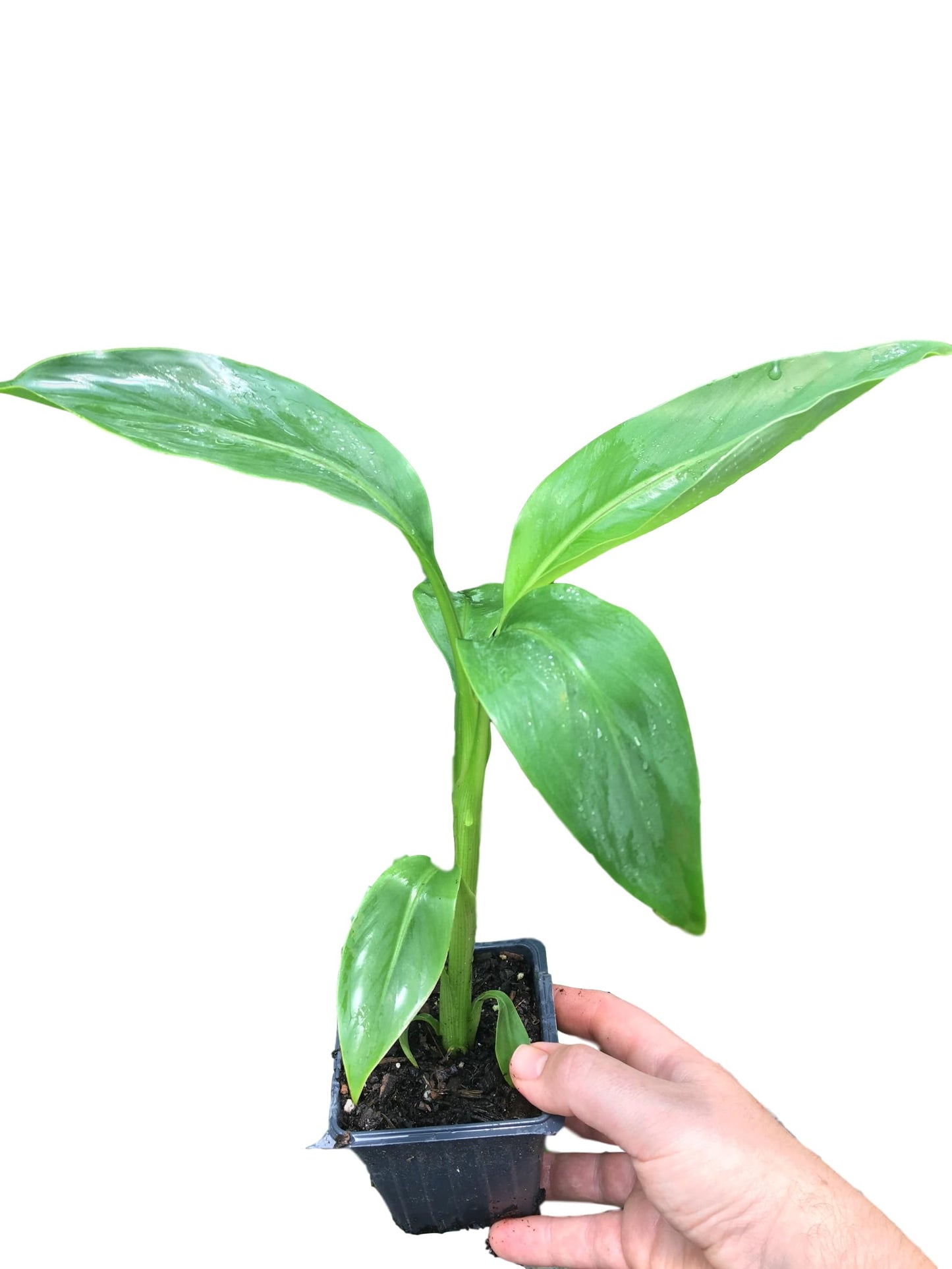 8 Musa Basjoo Banana Tree/Hardy Banana Tree in 4 Inch Pots (8 Four Inch Pots with a Banana Starter Plant in Each Pot)