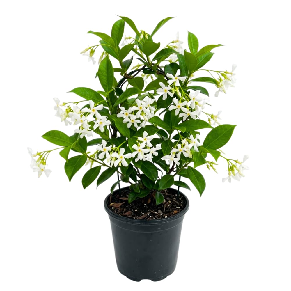 Star Jasmine Plant Live, Jasmine Flower Plant, 3-5 Inc Tall, Fragrant Climbing Vine for Indoor Outdoor Growing