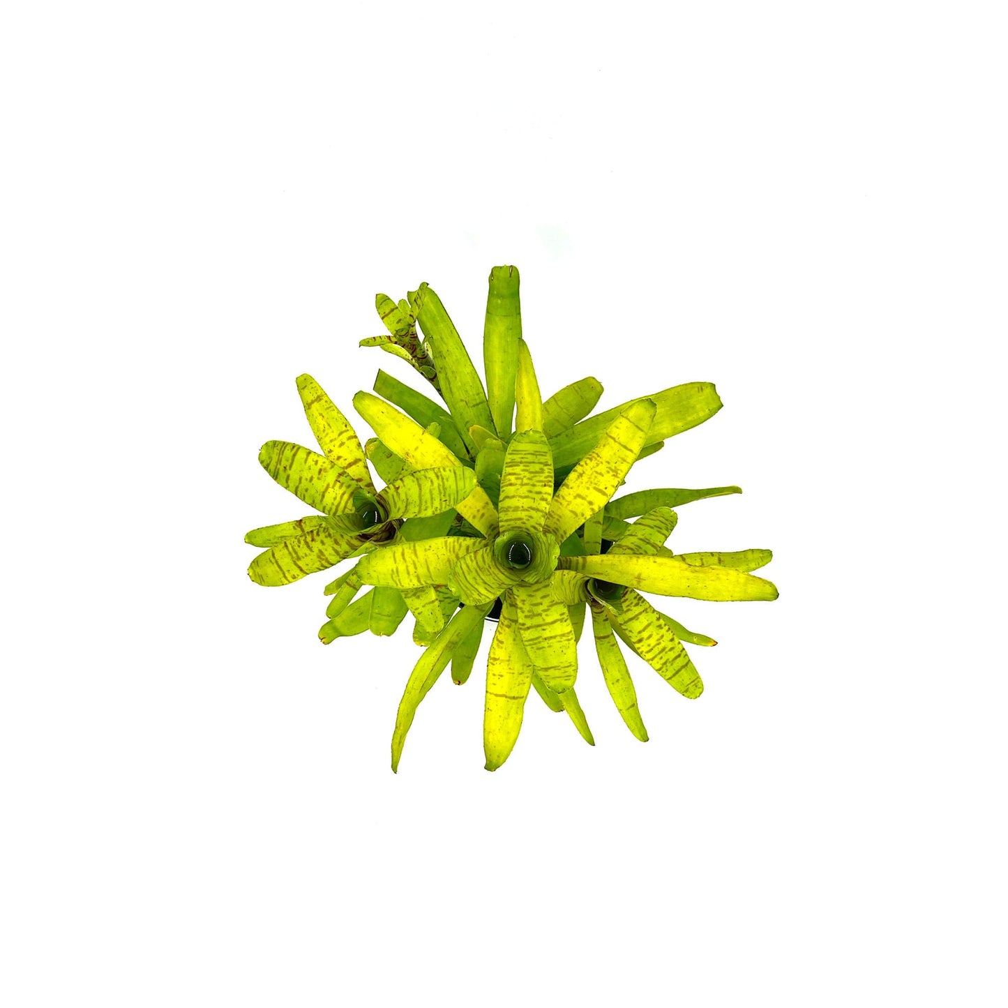 ragnaroc Live Plants – Bromeliad Neoregelia Tigrina, 8-12" in 6" Pot - 1ct - Live Arrival Guaranteed - House Plants for Home Decor & Gift
