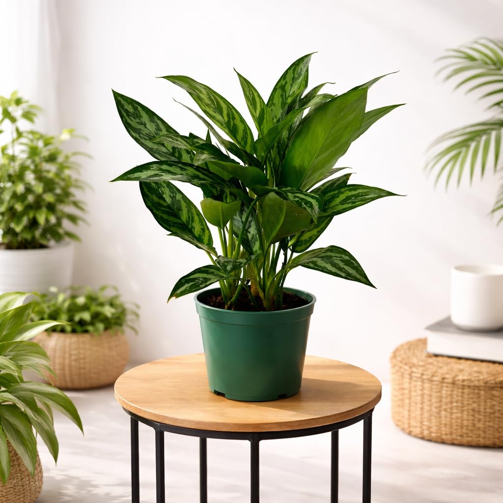 Aglaonema Tigress Live Indoor Plant in 6 Inch Grow Pot, Chinese Evergreen Houseplant, Tropical Foliage Plant for Home or Office