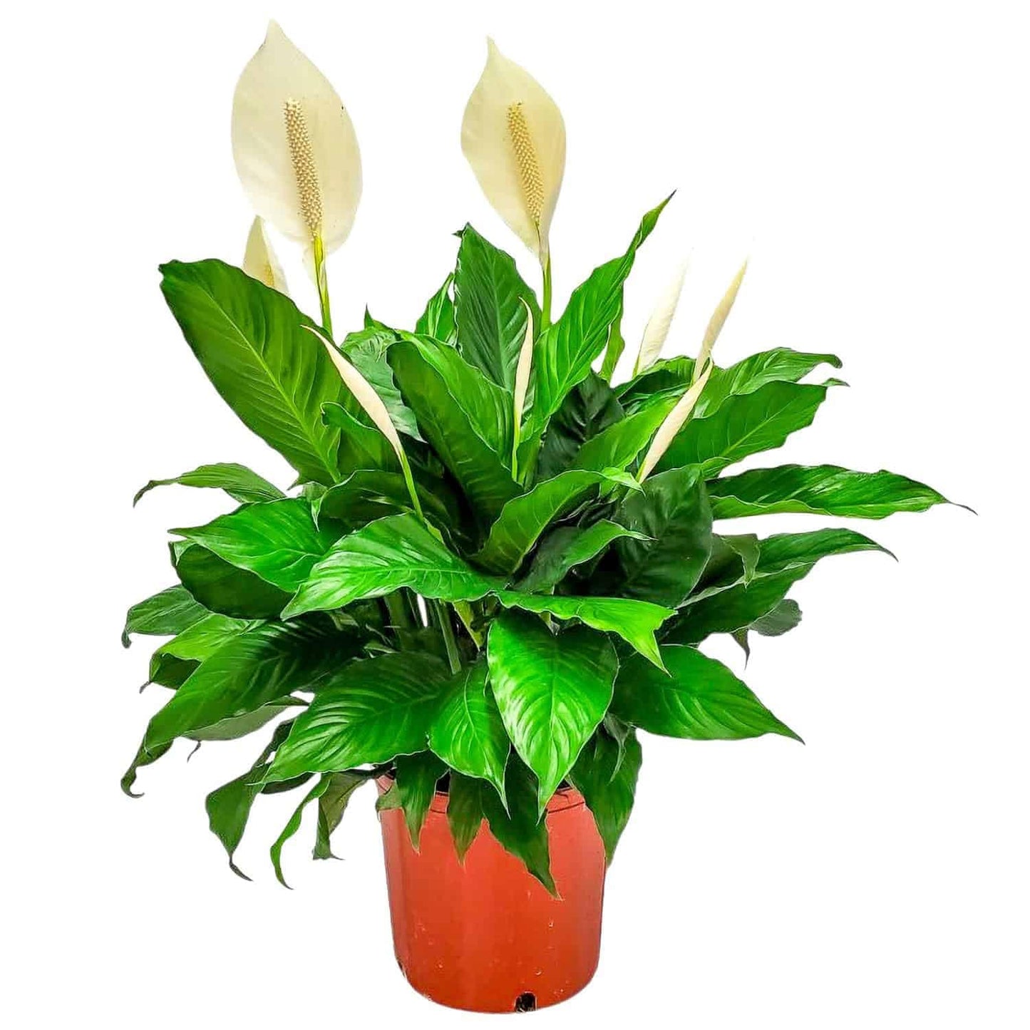 Spathiphyllum Peace Lily - Flowering Foliage Plant - 3 Gallon Planter - Overall Height 24" to 28" - Tropical Plants of Florida (Plant in Growers Pot)