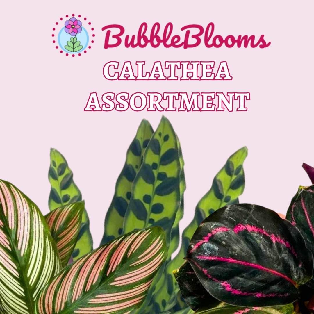 BubbleBlooms Calathea Assortment Set, 4 inch pots, Set of 3, Prayer Plant Variety, Great Indoor Houseplants, Rattlesnake, Stella, Medallion, Vittata