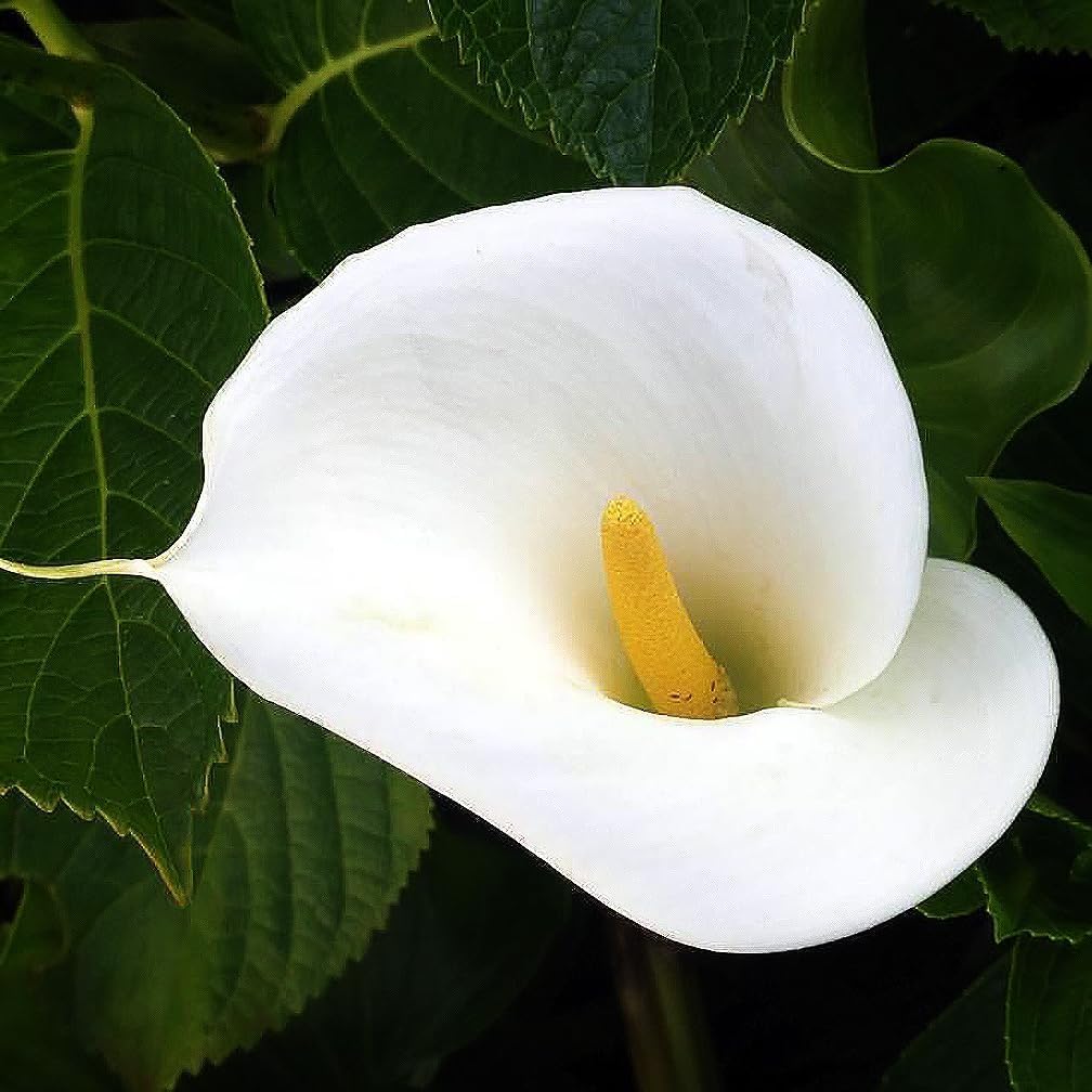 Large White Calla Lily Rhizome - Graceful, Tall - Classic Calla Lily - Zantedeschia Aethiopica