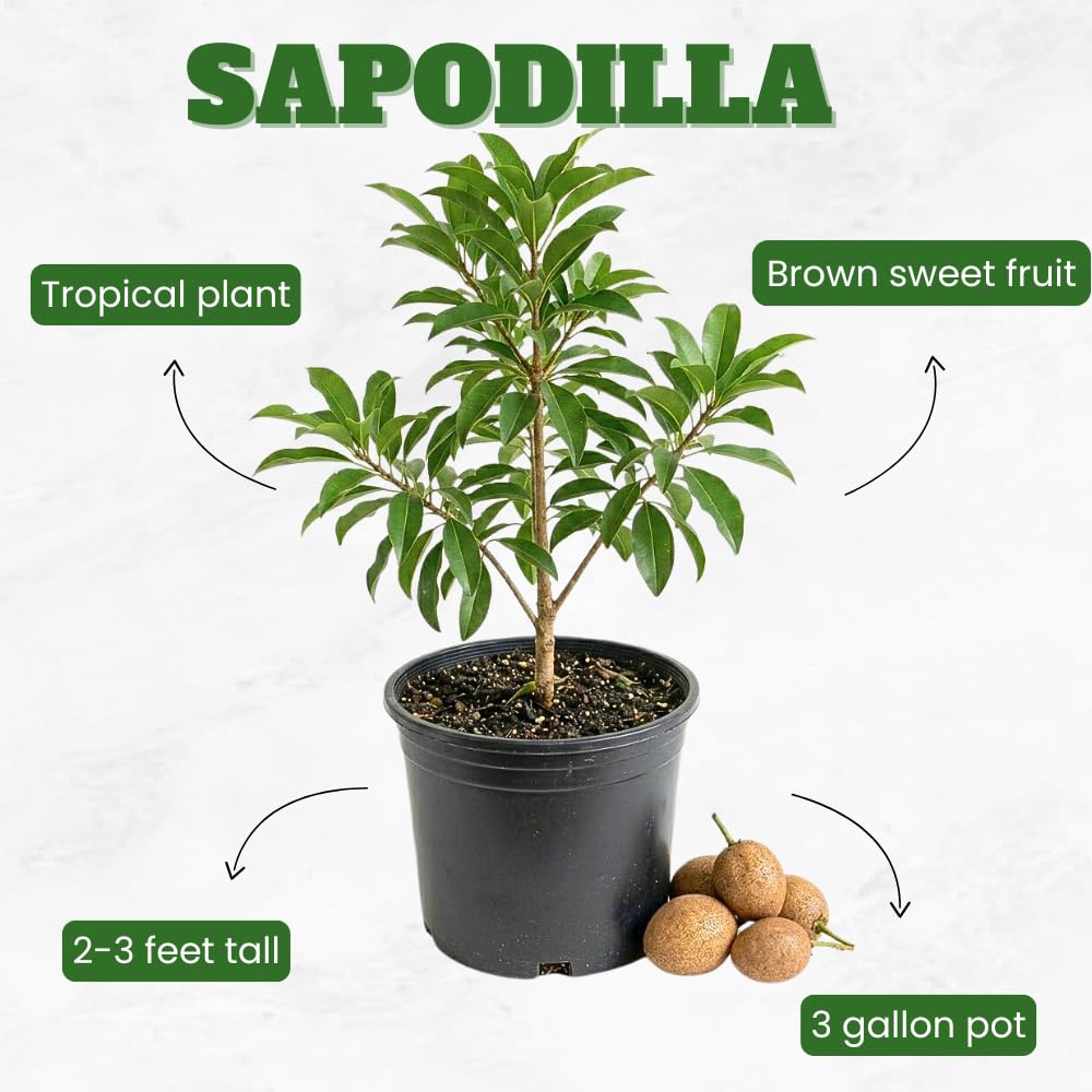 Sapodilla Tree Live 2 to 3 Feet Tall, Sapote Fruit Tree Plant for Growing, 3 Gallon Pot, No Ship to CA