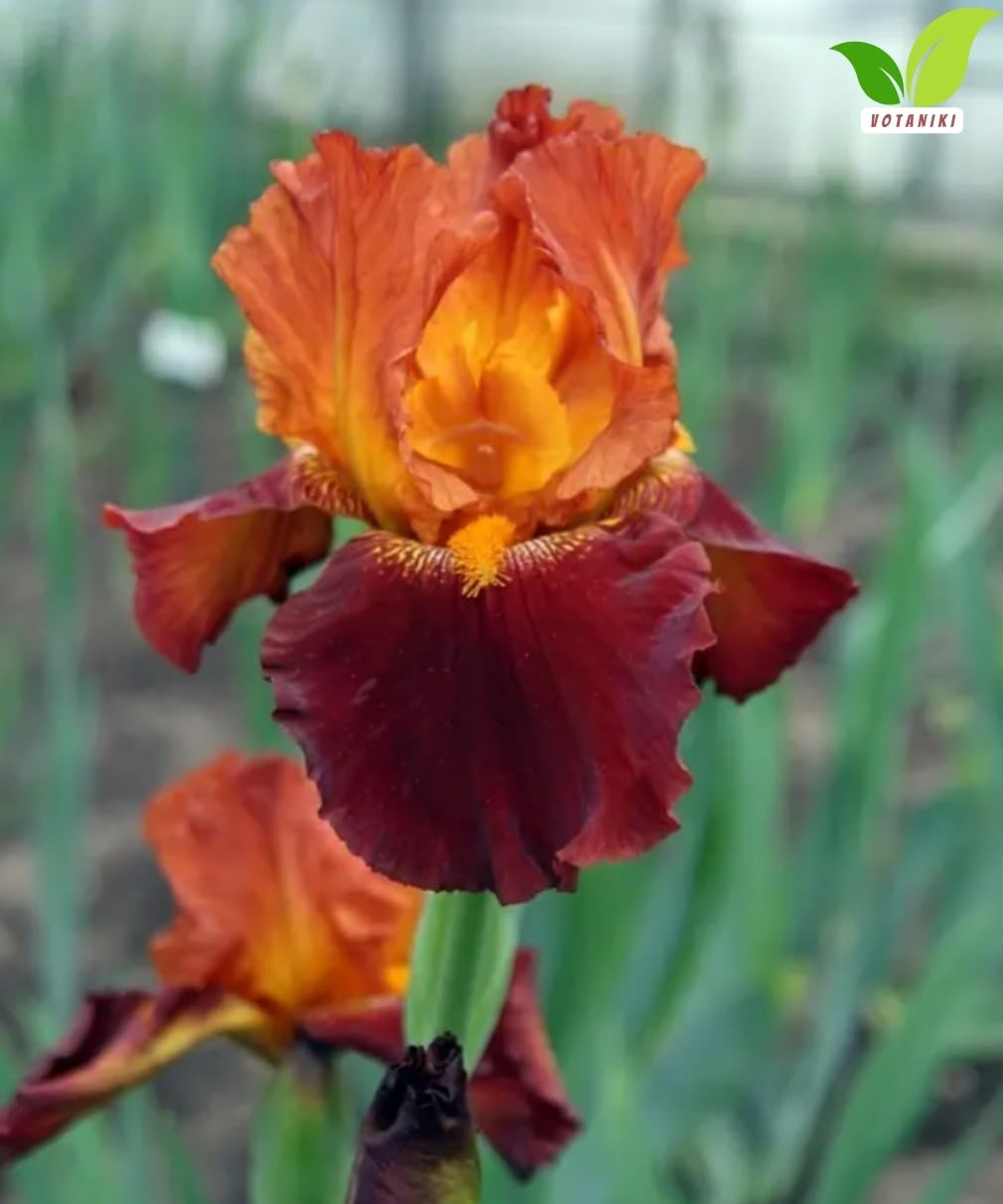 Votaniki Iris Howard Weed Tall Bearded Iris Rhizome Apricot Yellow Red Flowers Spring Bloom Garden Borders Full Sun Outdoor Planting Perennial (Pack of 3)