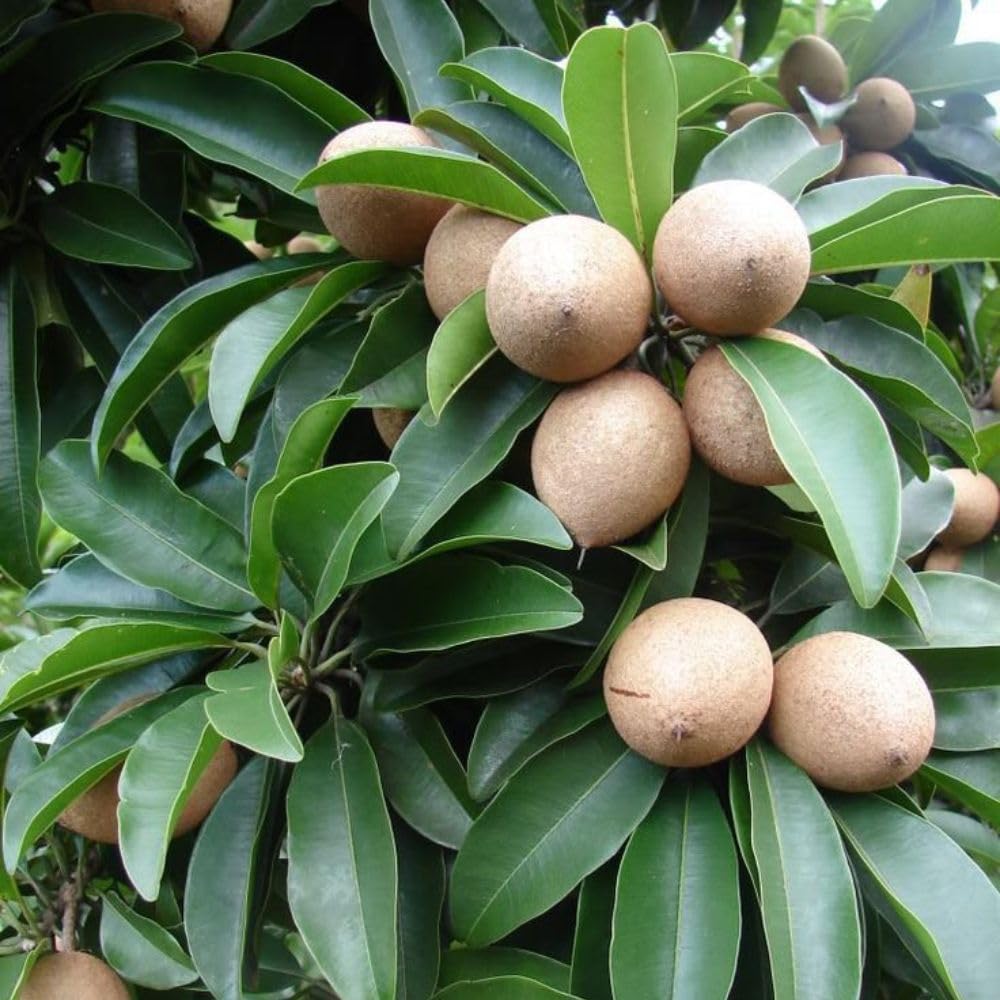 Live Sapodilla Plant 2-3 Feet in 3 Gallon Pot, Sapote Plant Live, Tropical Fruit Tree for Outdoor Garden, No Ship to CA