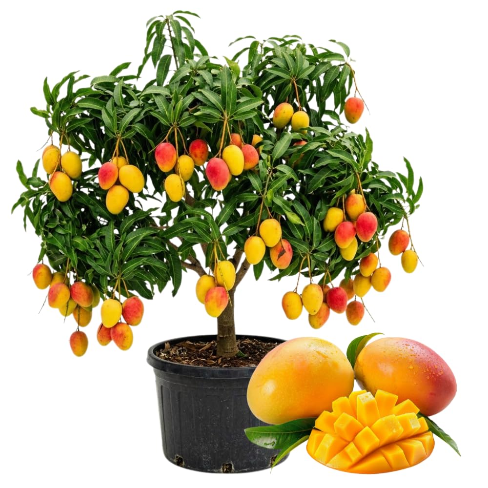 Sweet Mango Trees Live Plants in 3 Gal Pot, Fragrant Mango Fruit Tree from 2 to 3 Feet Tall, Sweet and Fast-Growing, No Ship to CA