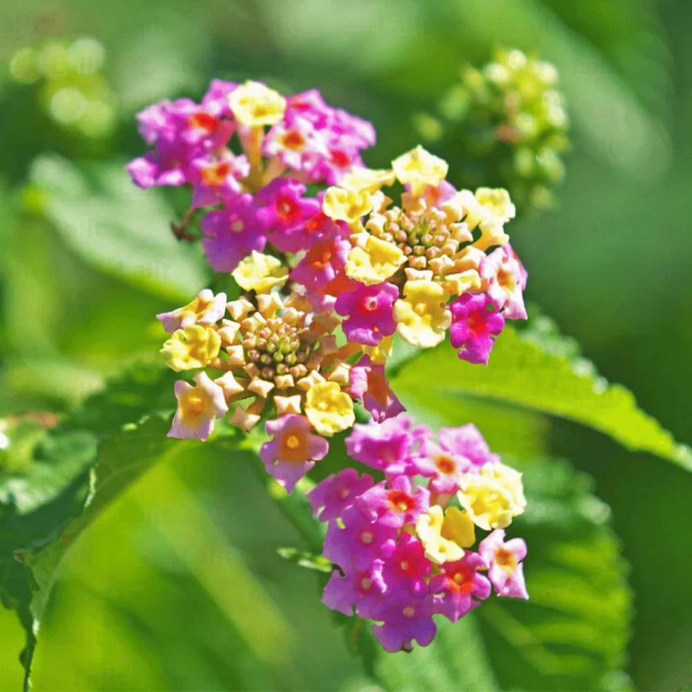 2 Lantana Plants Live, Lantanas Live Plants for Planting Indoor Outdoors, Perennial Flowers, 4-9 Inch Tall Well-Rooted (Pink Lantana)