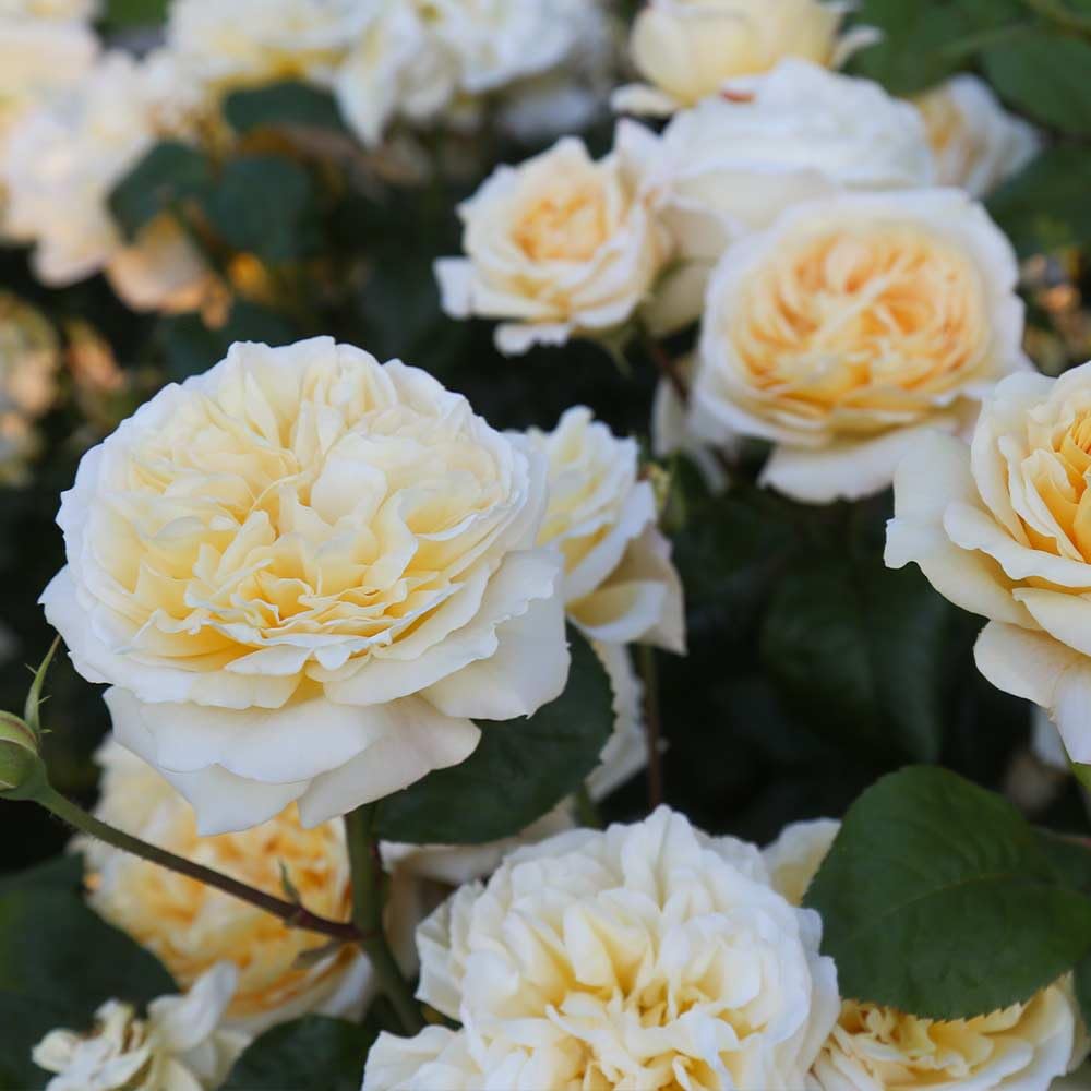 Heirloom Roses Hybrid Tea Rose Bush - Moonlight Romantica® Live Yellow Rose Plant for Outdoor Planting