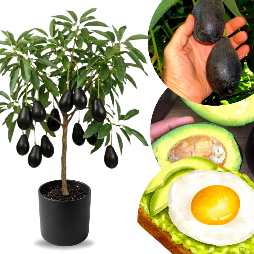 2 Years Old Avocado Tree Grafted, 1-2 Feet Tall in 3 Gallon Pot,Ready to Plant and Bear Fruit (Black)