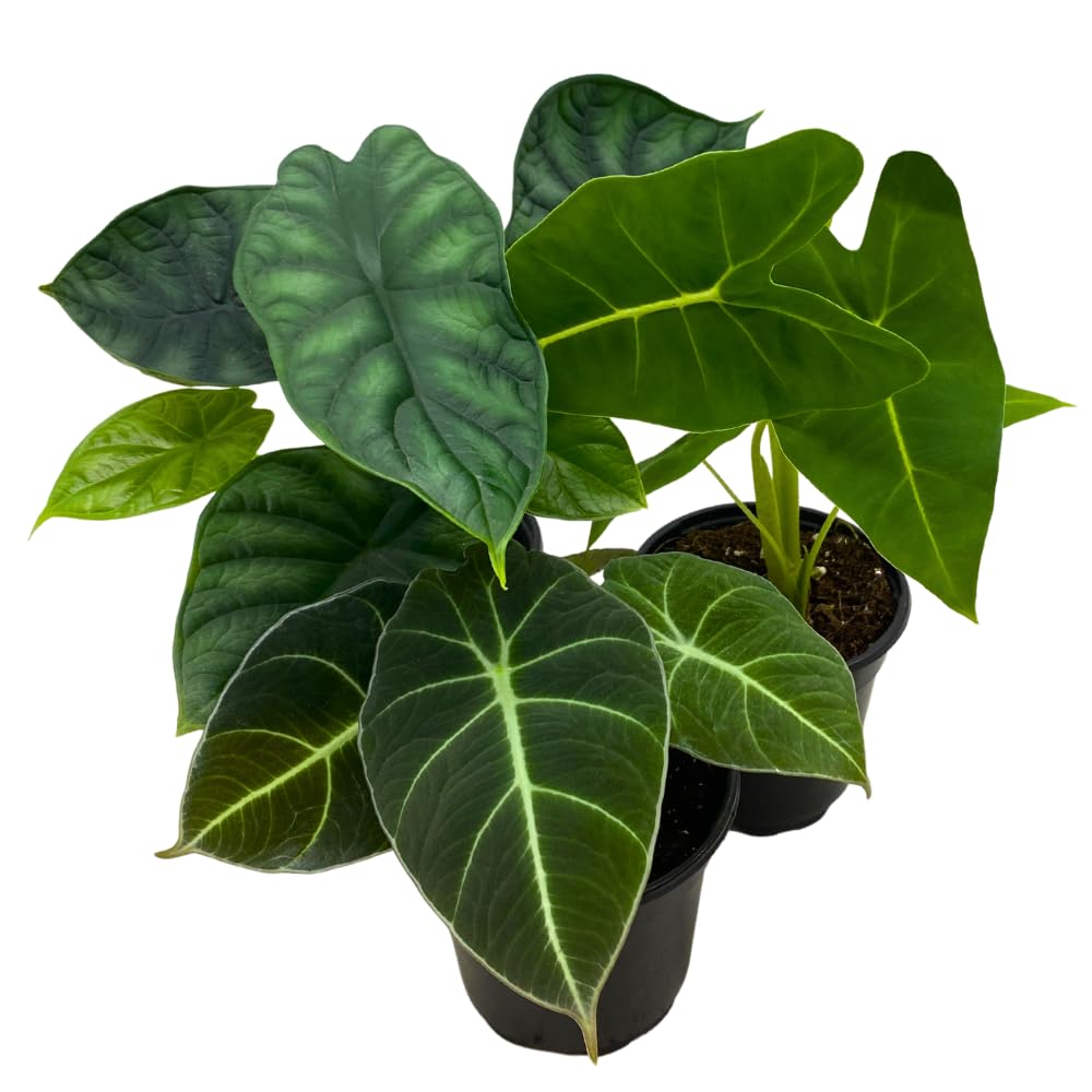 BubbleBlooms Jewel Alocasia Assortment, 3 Different Alocasias in 4 inch pots Grower's Choice