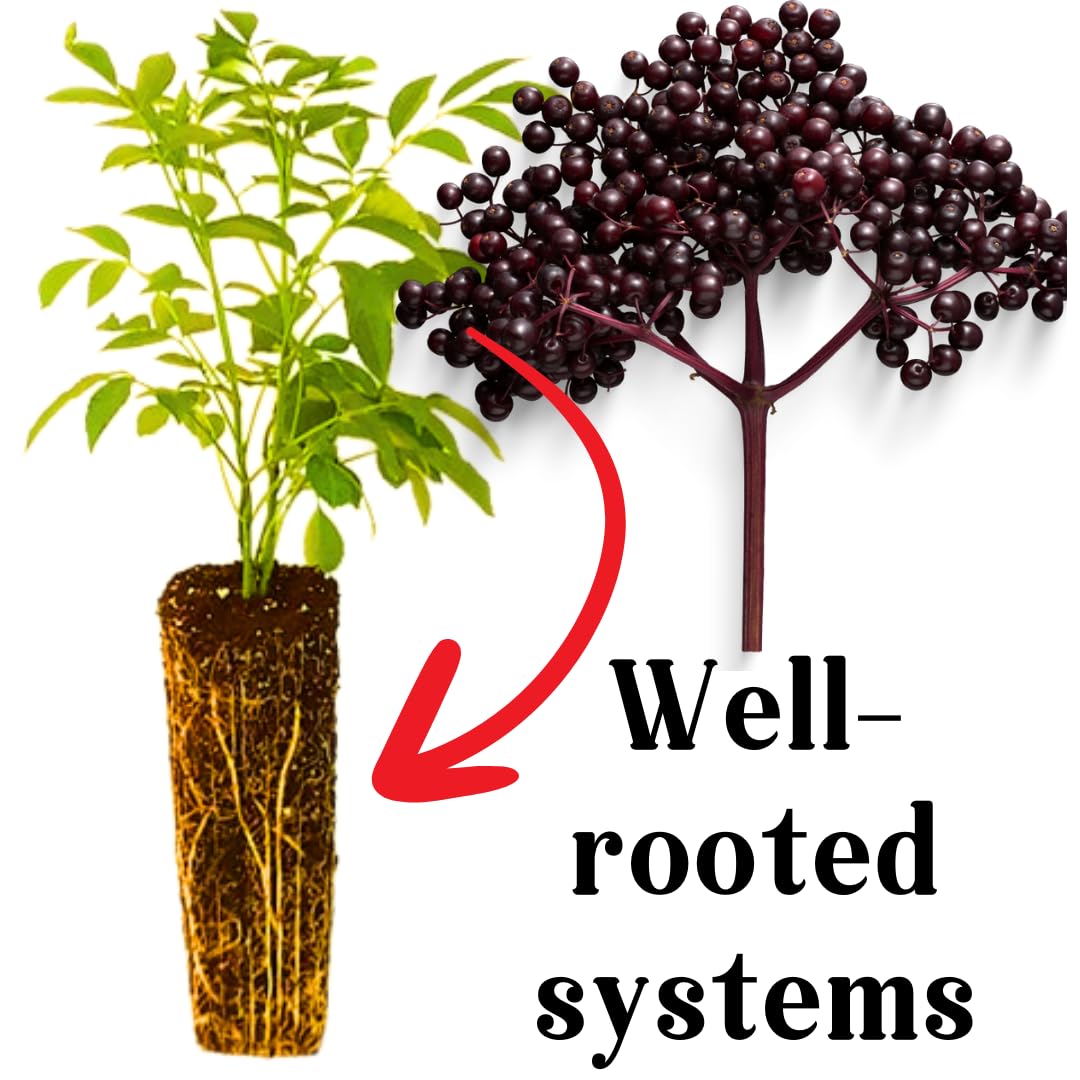 Sweet Elderberry Tree Live Plant for Zones 4 to 8, Cold Hardy American Elderberry Bush Shrub Size 1-2 Feet in Tall, Outdoor Planting