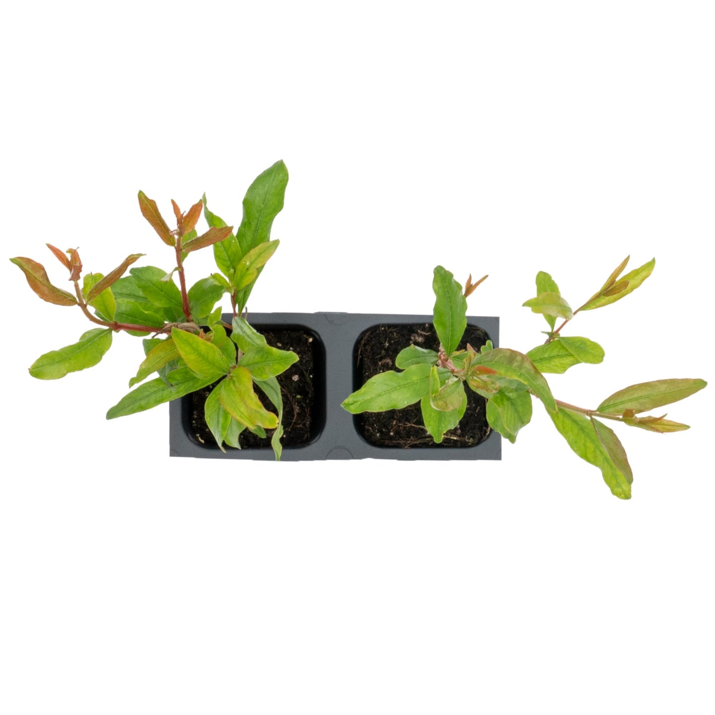 2 Pomegranate Wonderful Trees | Live Saplings in 2.5-inch Nursery Cubes | Punica Granatum 'Wonderful' Variety | Hardy Deciduous Trees and Shrubs | Red Fruit-Bearing Plant