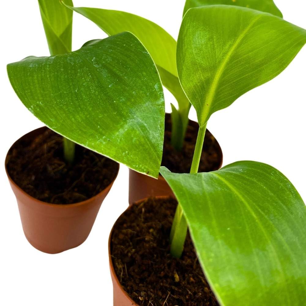 BubbleBlooms Giant White Bird of Paradise, 2 inch Set of 3, Strelitzia nicolai Tiny Mini Pixie Plants