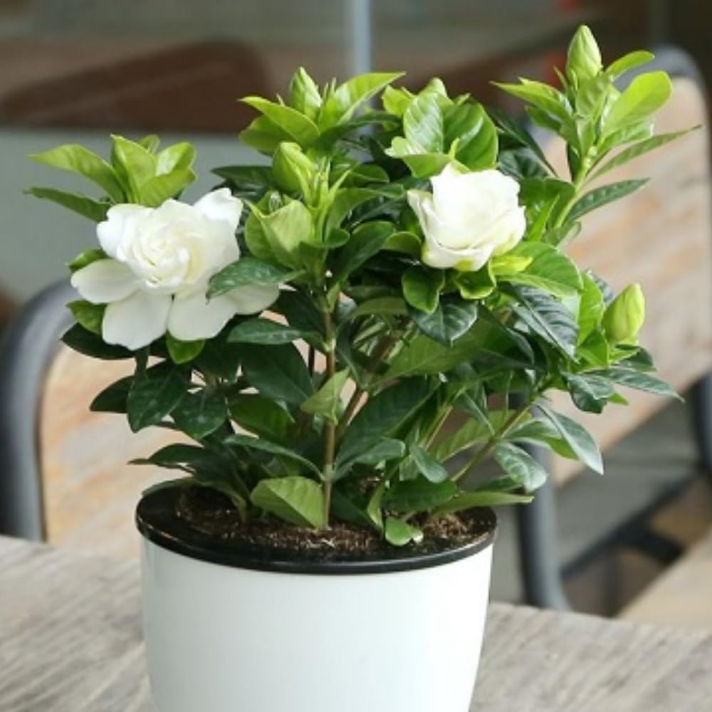2 Jasmine Plant Live, Frost Proof Gardenia Plants Cape Jasmine Live Plant Between 5 and 7Inc Tall Outdoor Planting Indoor