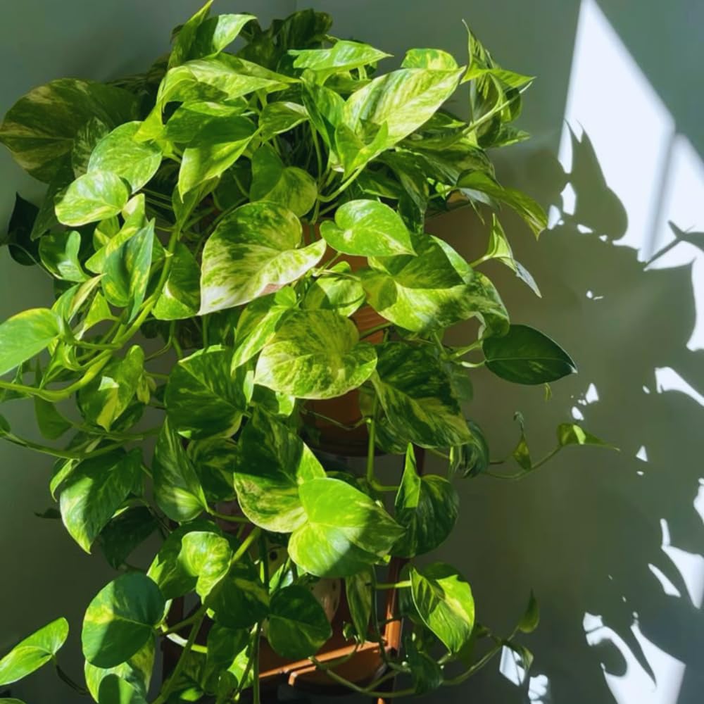 Golden Pothos Plant Live in 4 in Potted, House Plant for Growing, Pothos Live Plant Pot