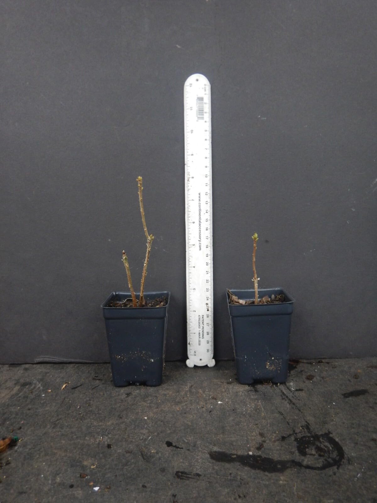 Live Plant - Dancing Rabbitaromi Azalea Rhododendron Deciduous Small Starter Plantdormant!