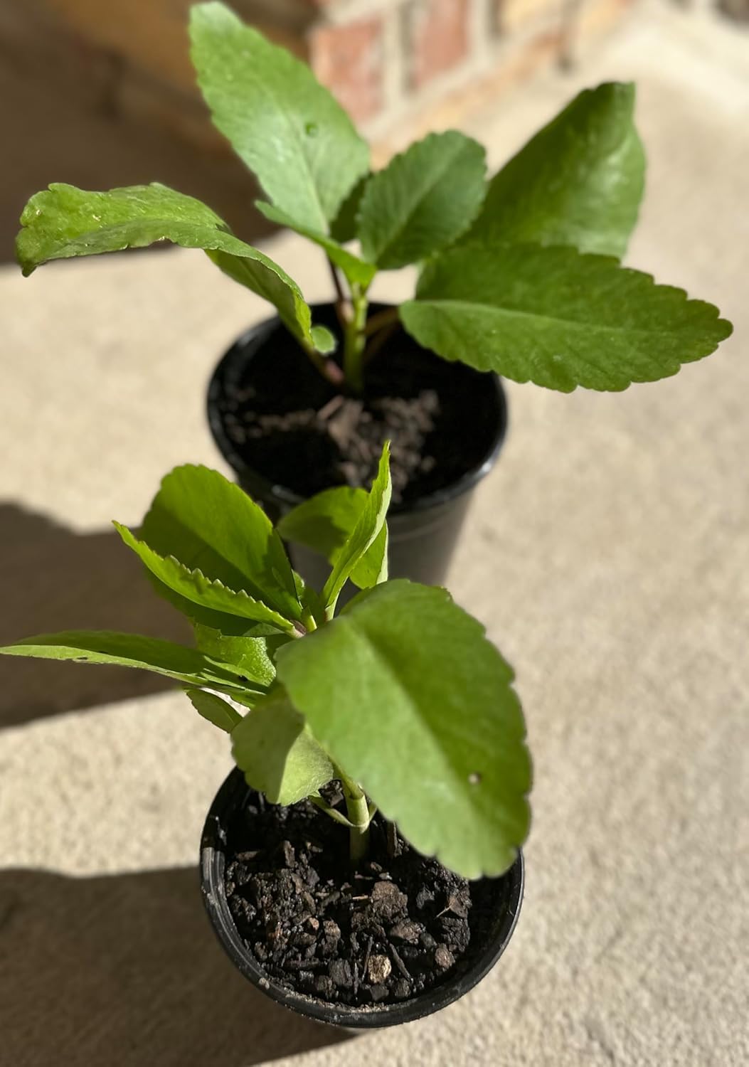 Miracle Leaf of Life (Bryophyll pinnatum)/ Kalanchoe Pinnata/Kidney Stone Live Plant
