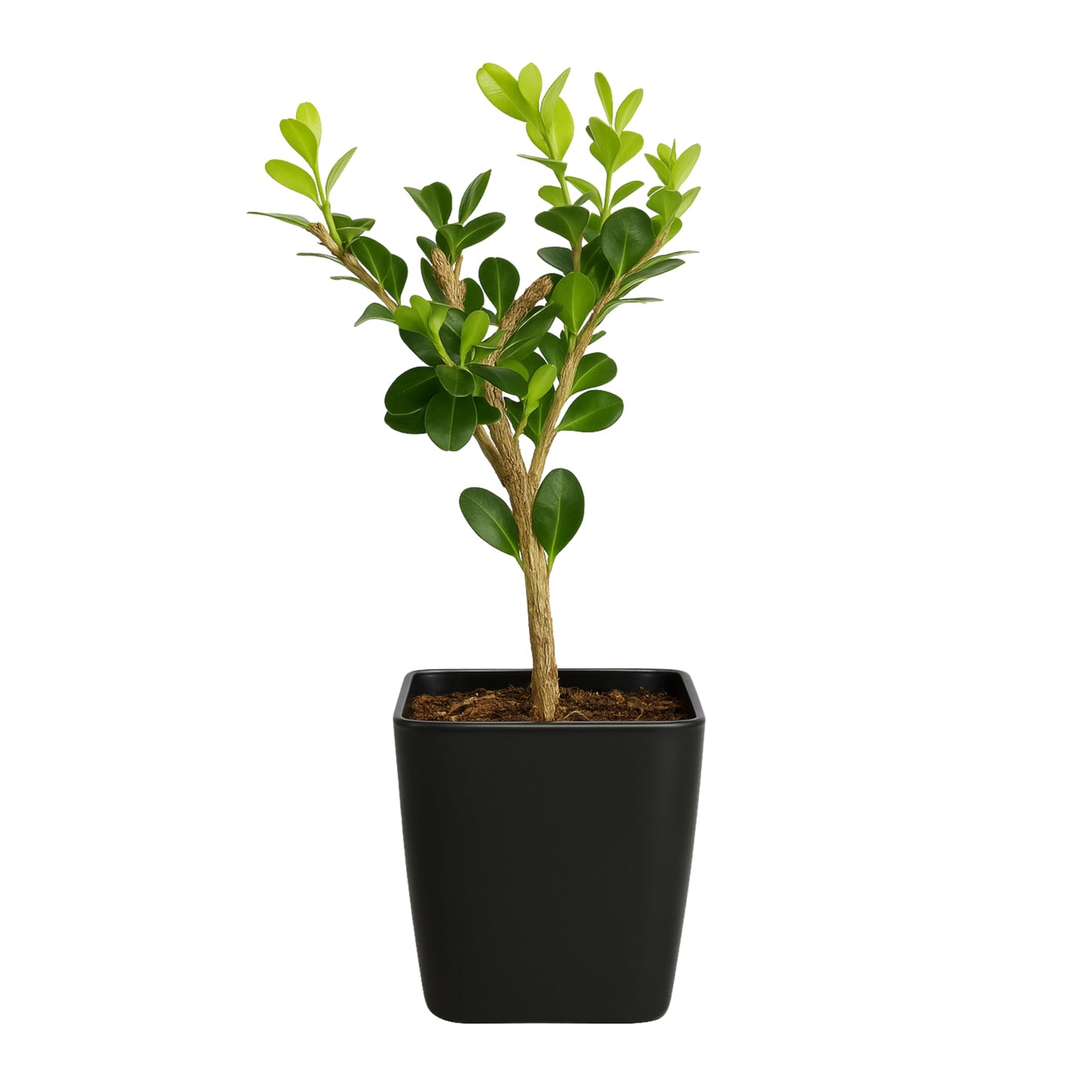 My Shelfie – Winter Gem Boxwood Bonsai Starter Tree (Buxus microphylla Japonica ‘Winter Gem’), 2-Inch Live Evergreen Shrub for Indoor or Outdoor Garden, Landscape, and Home Décor (1)