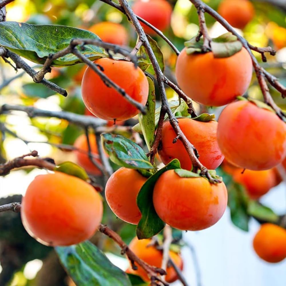 2 Bare Root American Persimmon Trees Live Plants, Dormant Seedlings 1-2 Feet Tall, Cold Hardy Fruit Trees for Planting, Zones 4-9