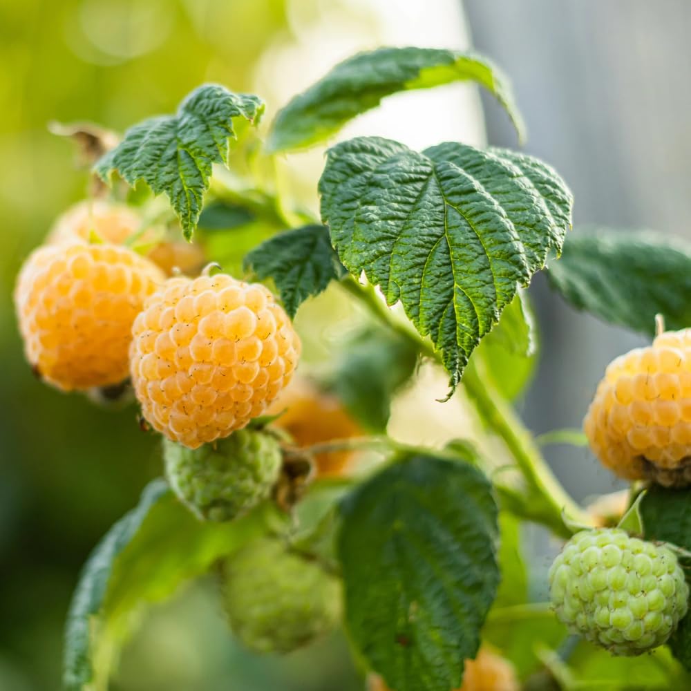 2 Fall Gold Raspberry Plants Live, Sweet Raspberry Bush Shrub to Grow, Well-Rooted 4-8" in Tall, Cold Hardy