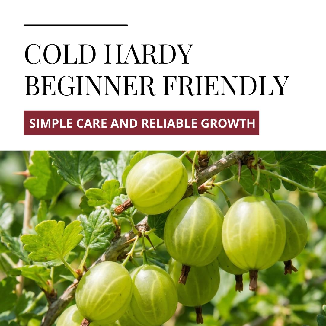 2 Sweet Gooseberry Bush Live Plants to Grow - Well Rooted, Edible Gooseberry Plant Live for Planting Home Garden (2 Plants)