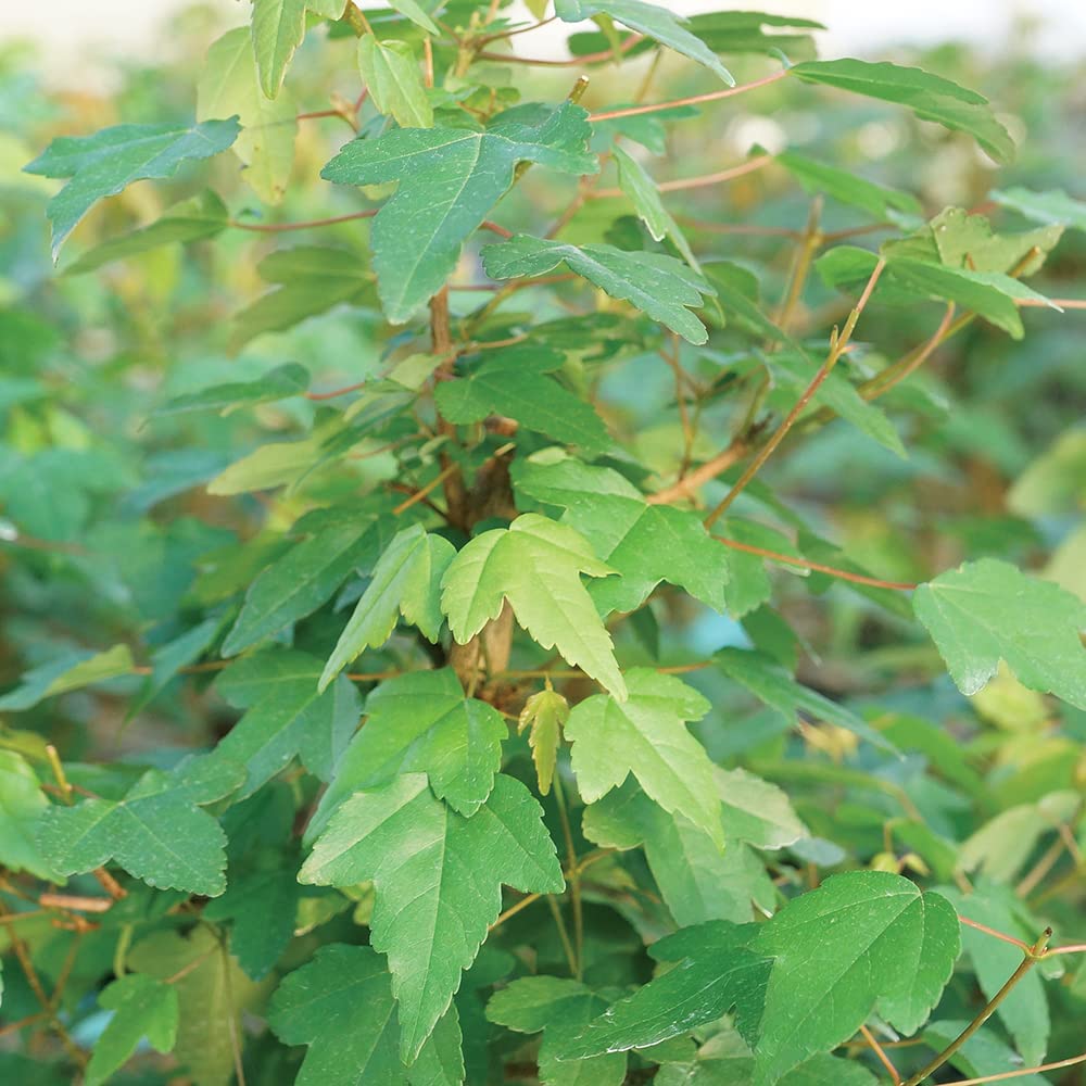 Brussel's Bonsai - Live Trident Maple Bonsai Tree in Decorative Container, Outdoor Bonsai Tree Live Plant, 5 Years Old, 8-12 Inches Tall, Easy Care Bonsai for Patio Garden (Medium)